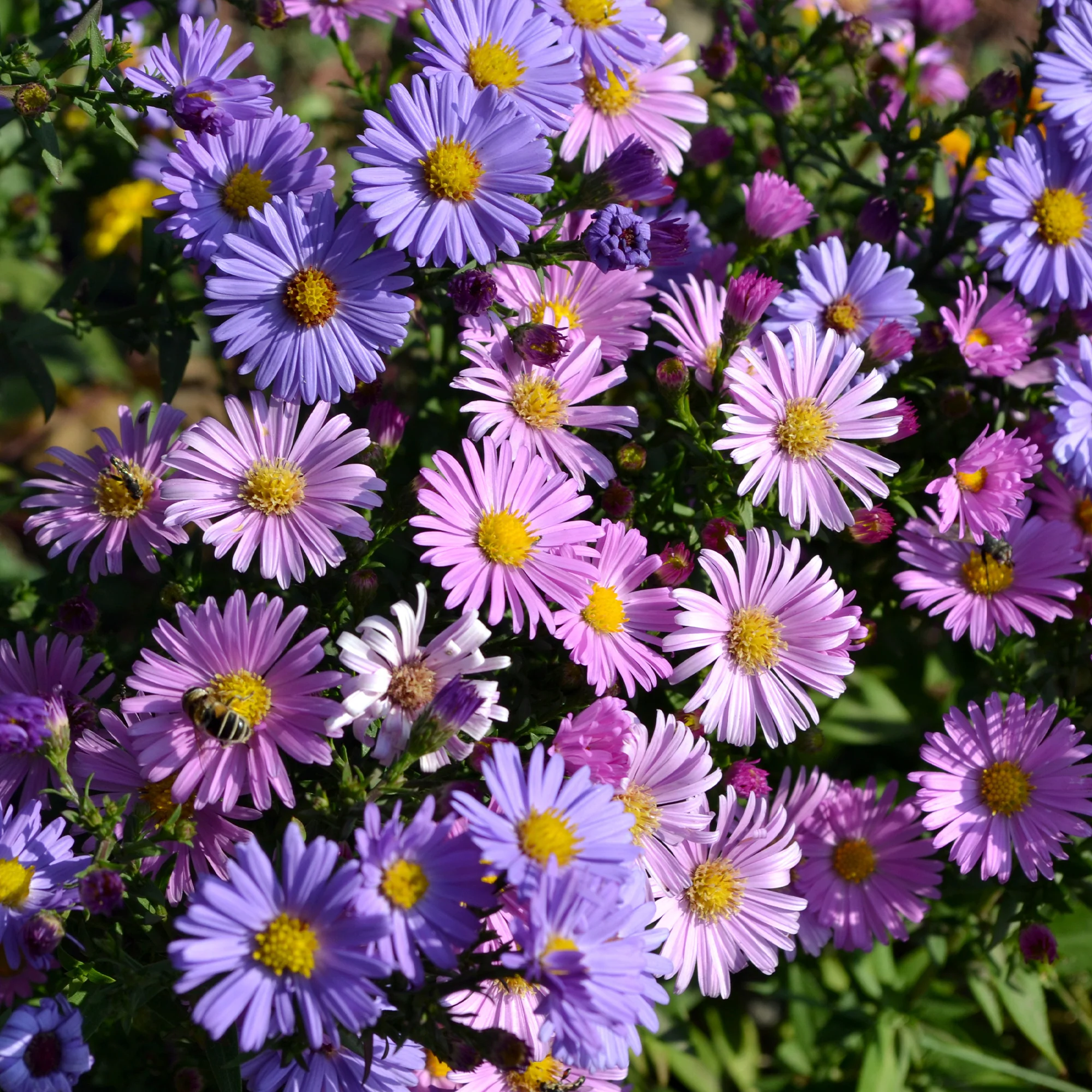 Aster vivace des Alpes en mélange - Image 3
