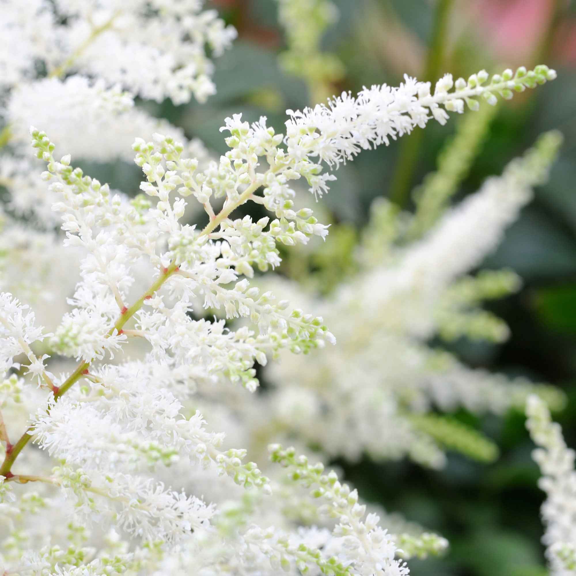 Astilbe d'Arends 'Brautschleier' - Image 3