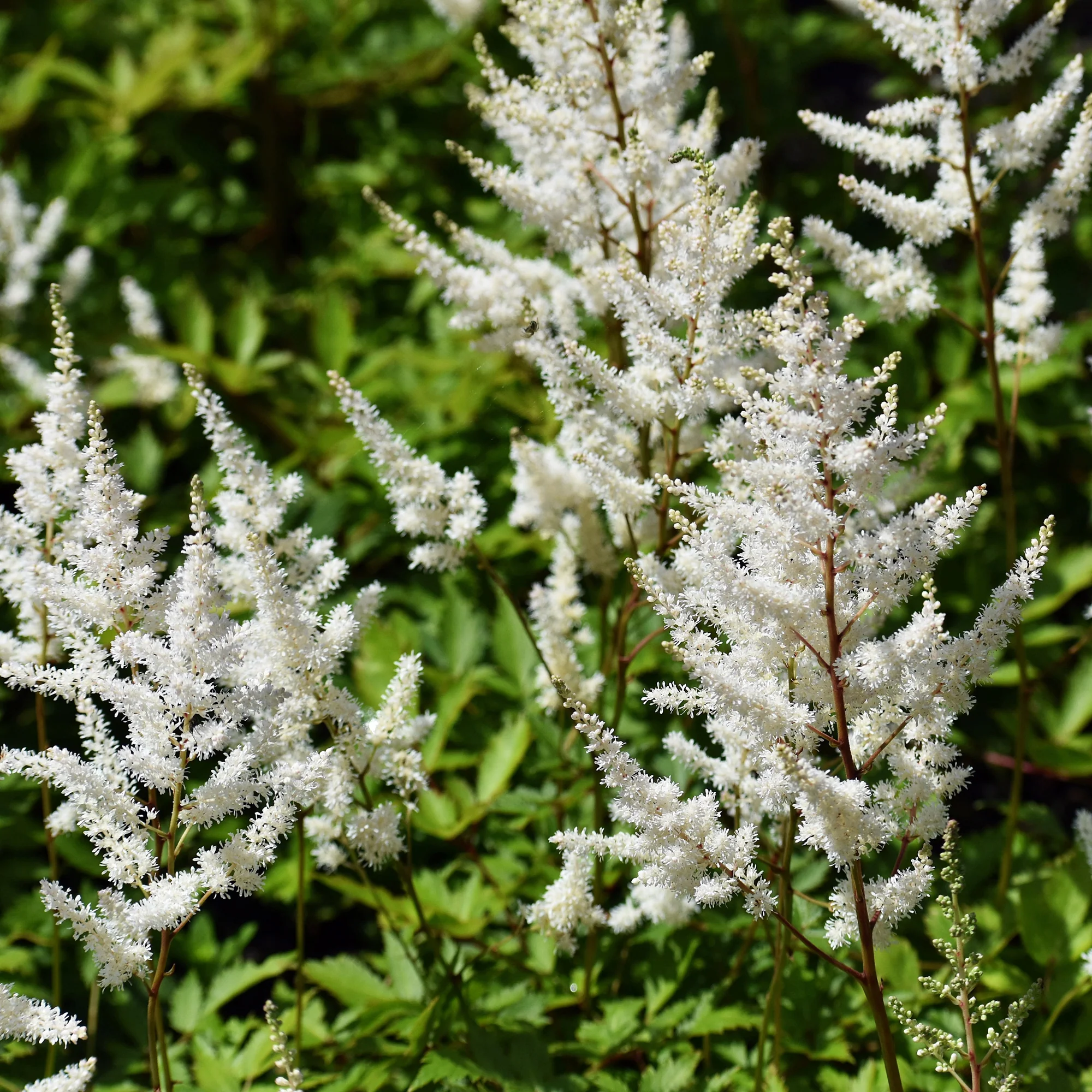 Astilbe d'Arends 'Brautschleier' - Image 4