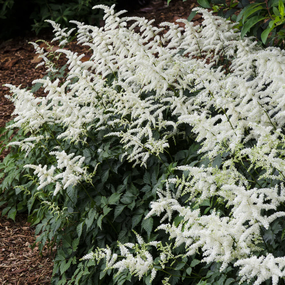 Astilbe d'Arends 'Brautschleier' - Image 5