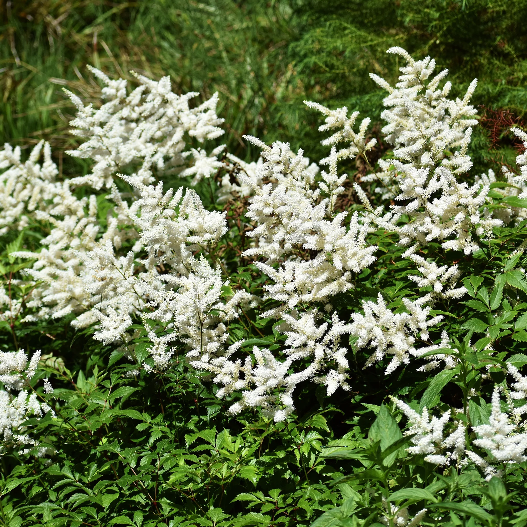 Astilbe d'Arends 'Brautschleier' - Image 6