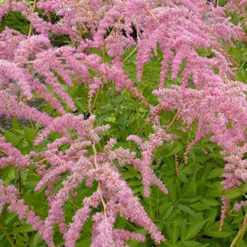 Astilbe de Chine Straussenfeder