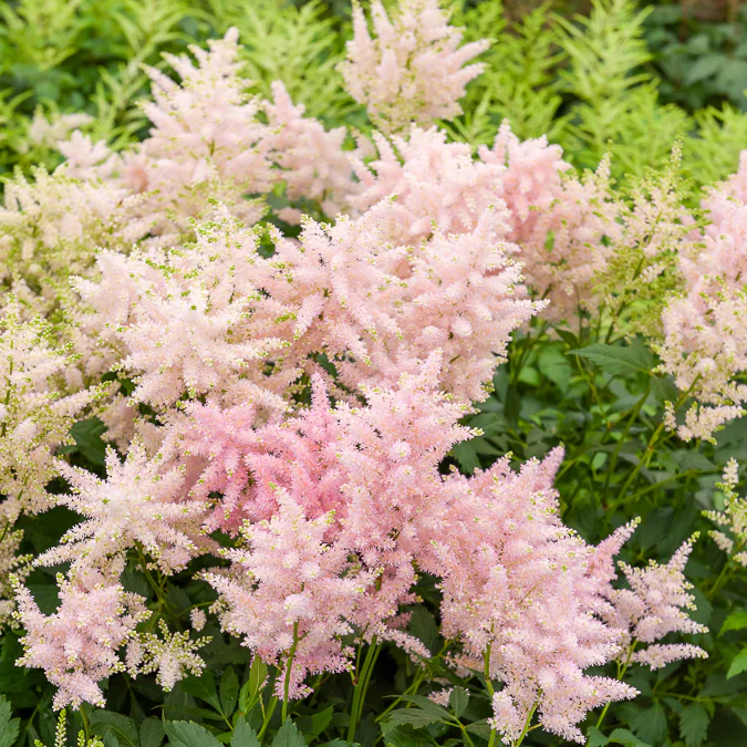 Astilbe du Japon Europa - Image 2