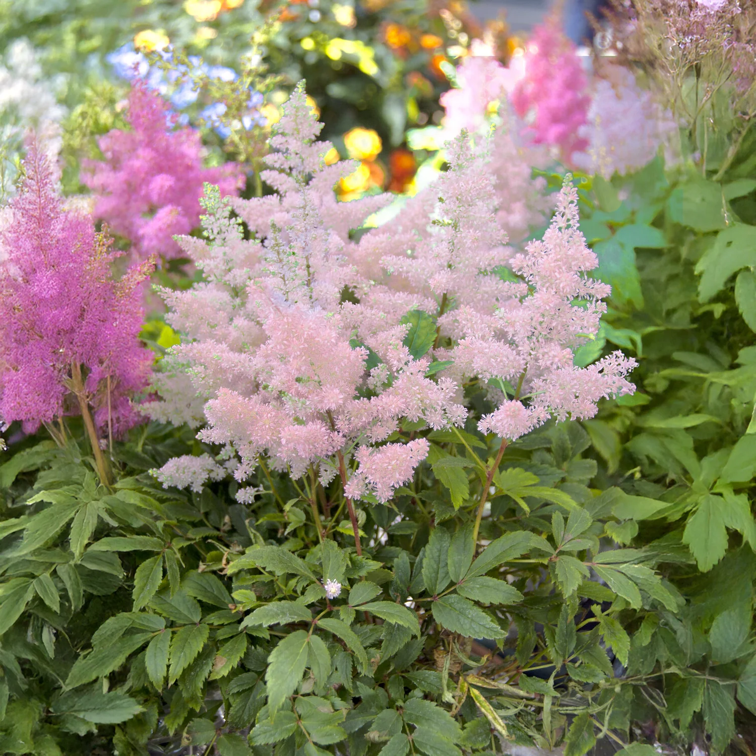 Astilbe du Japon Europa - Image 3