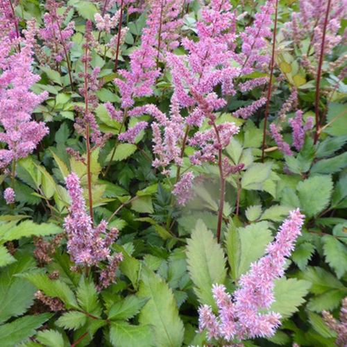 Astilbe hybride Maggie Daley