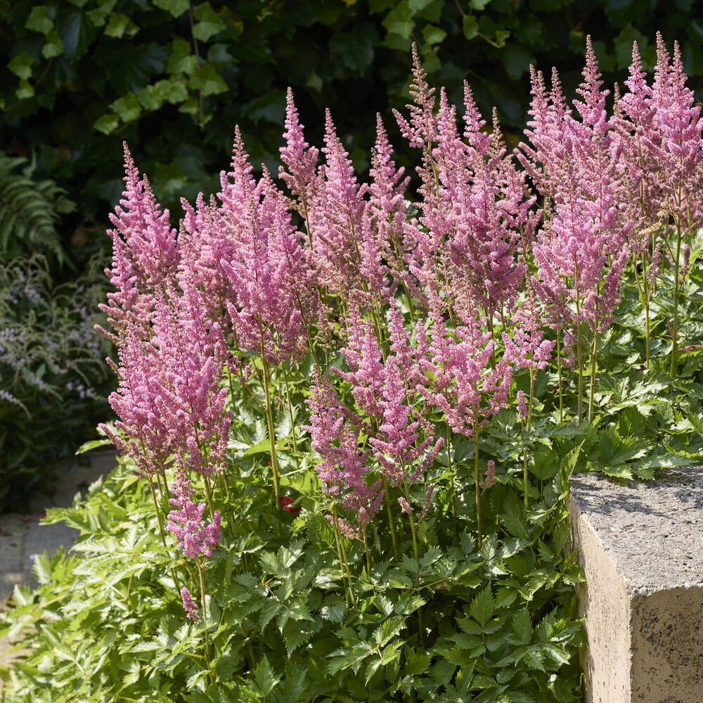 Astilbe hybride Rheinland - Image 3