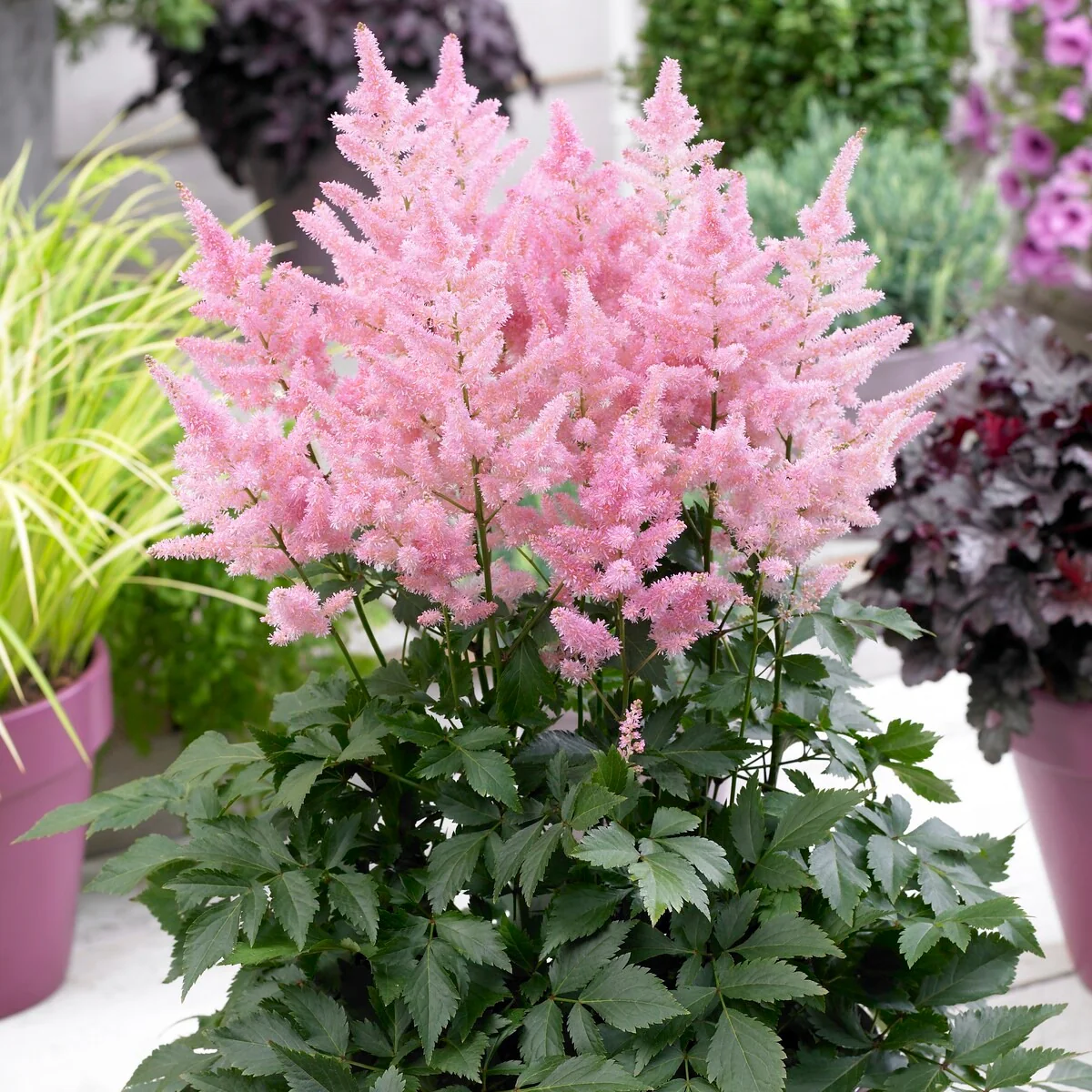 3 Astilbes Nouvelle vague - Image 3