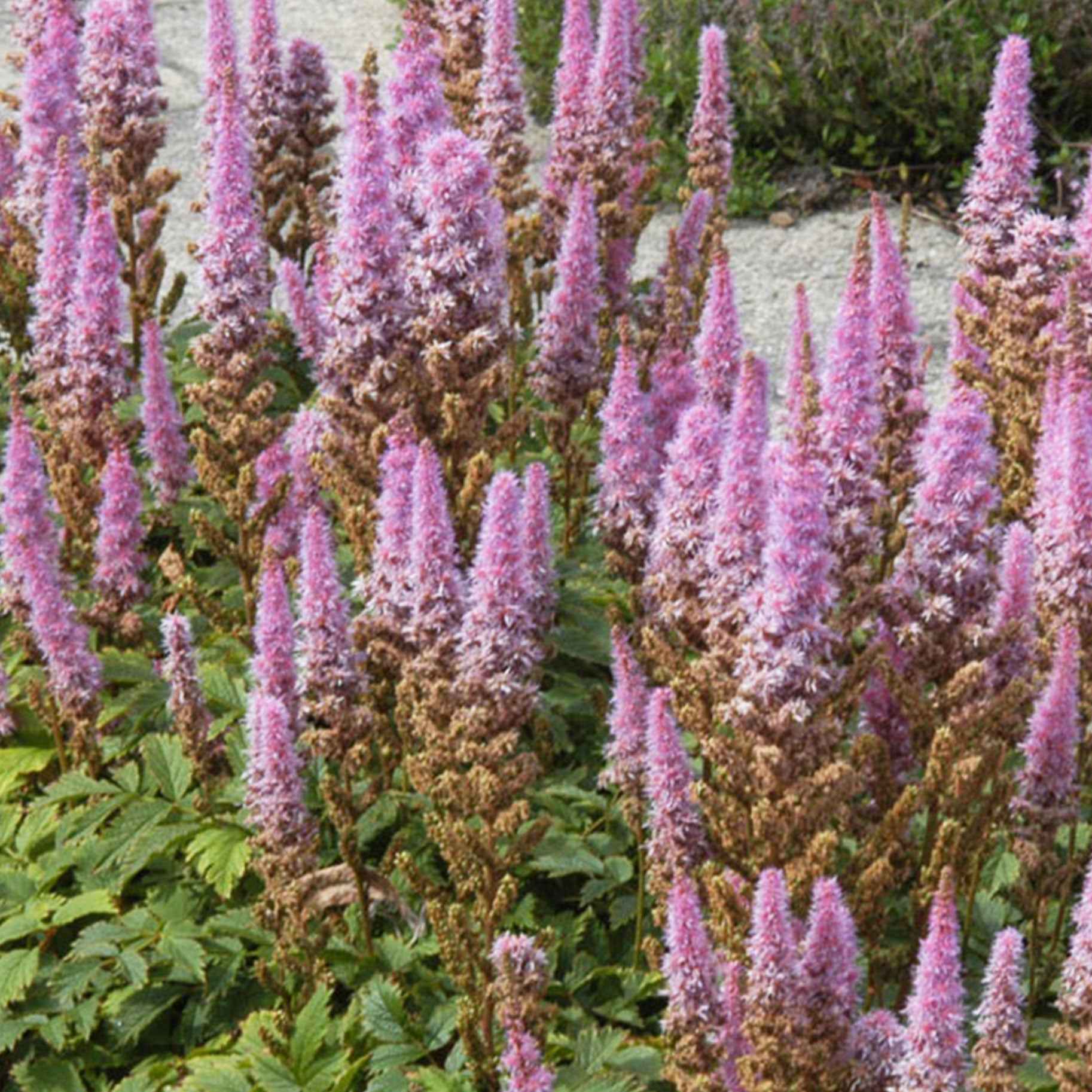 Astilbe 'Pumila' - Image 2
