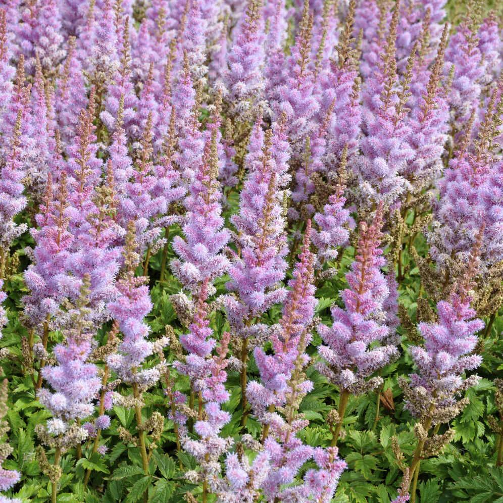 Astilbe 'Pumila' - Image 3