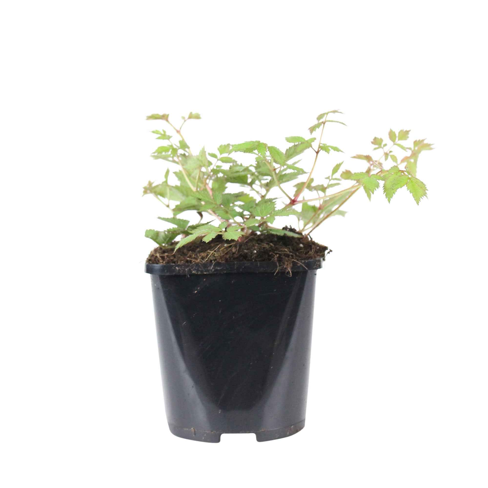 Astilbe 'Pumila' - Image 4