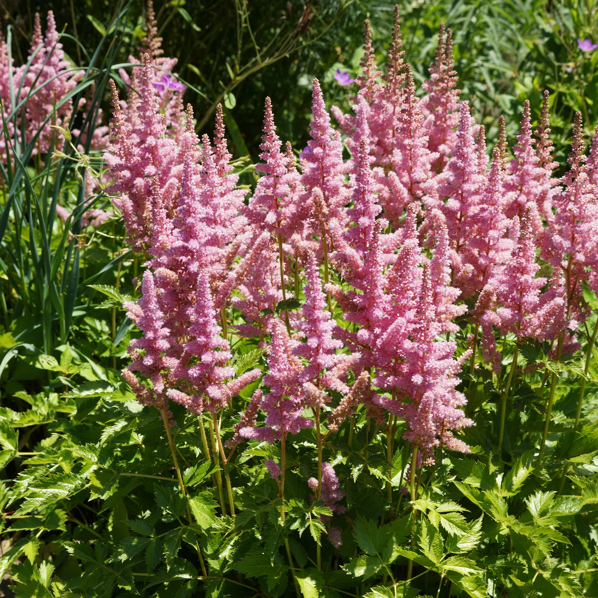 Astilbe  Vision in Pink - Image 3