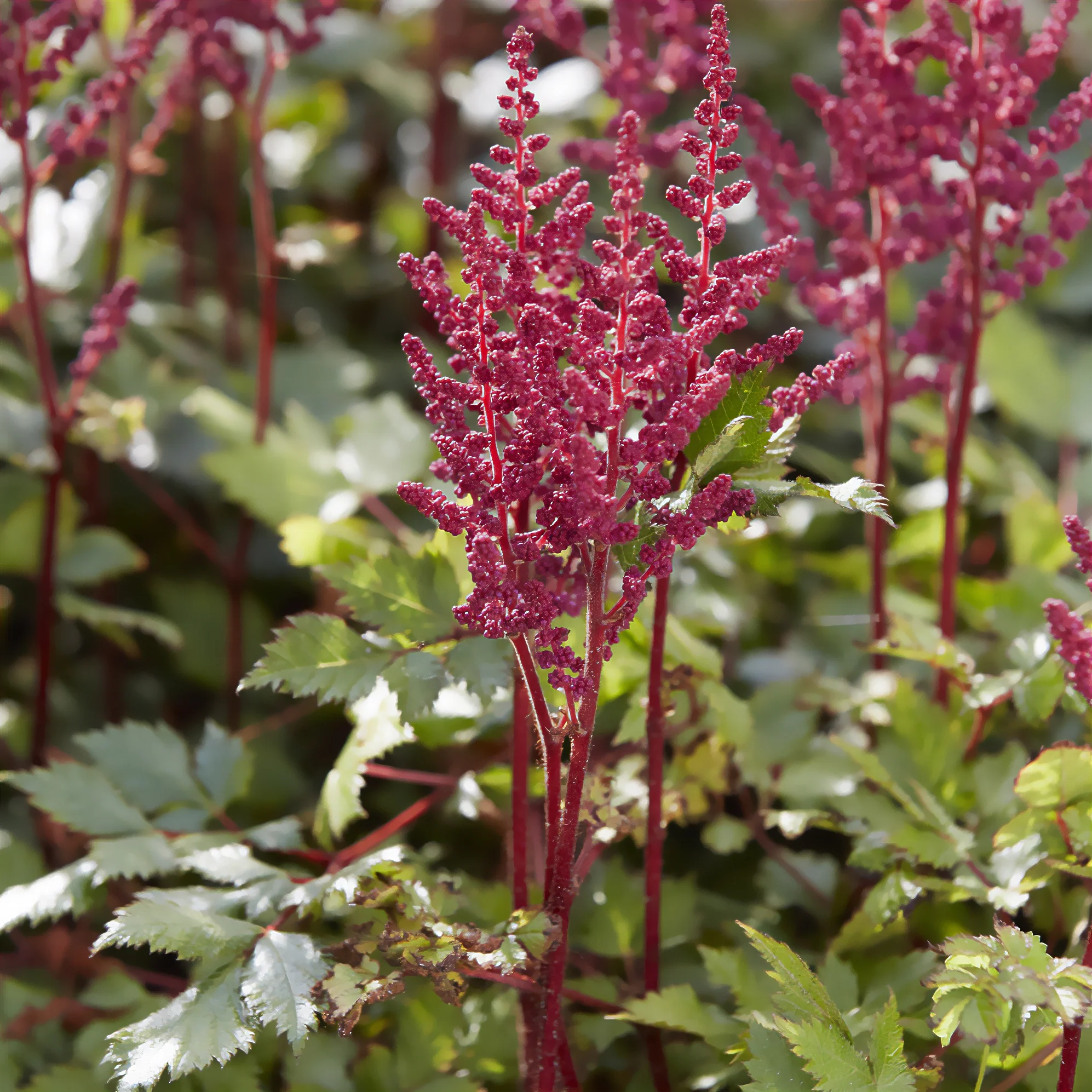 Astilbe vision in Red