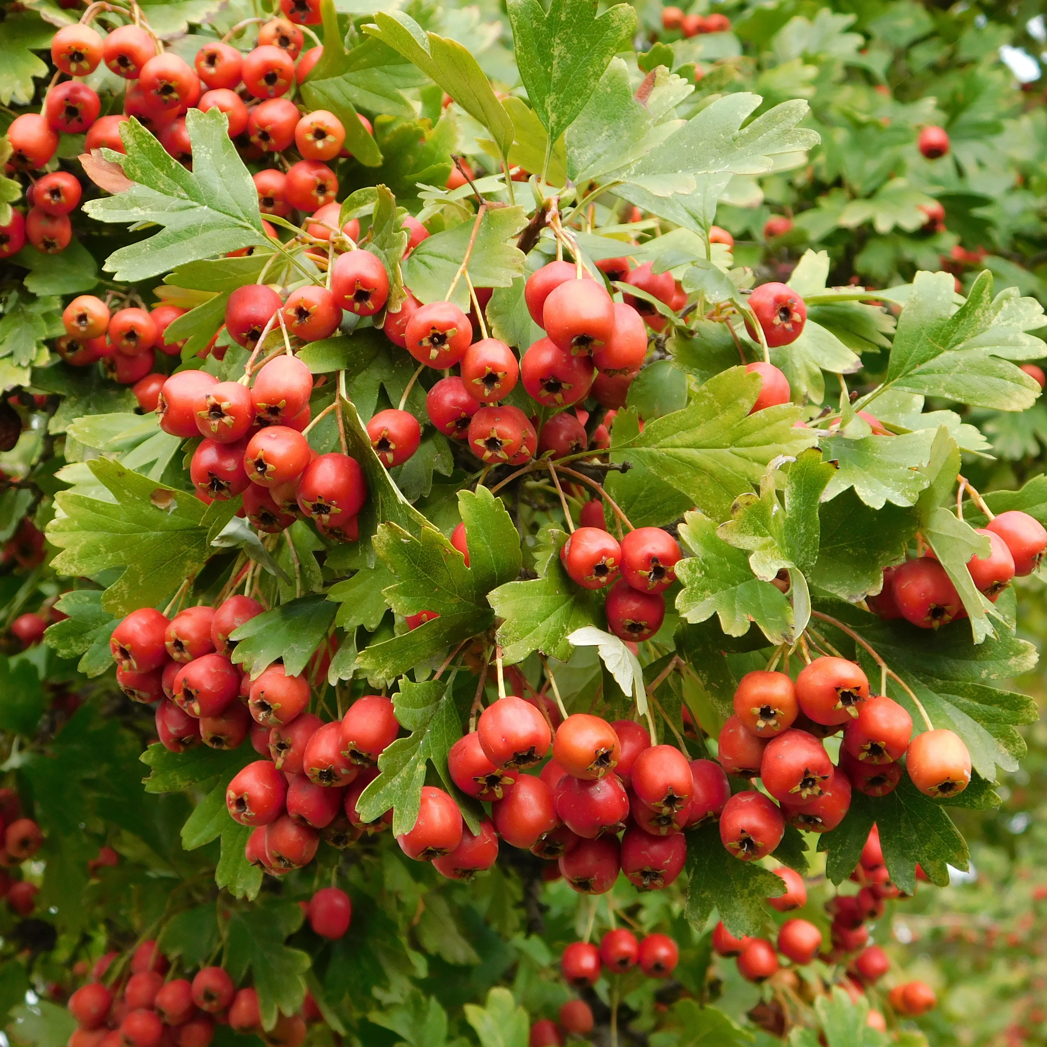 Aubépine - Image 3