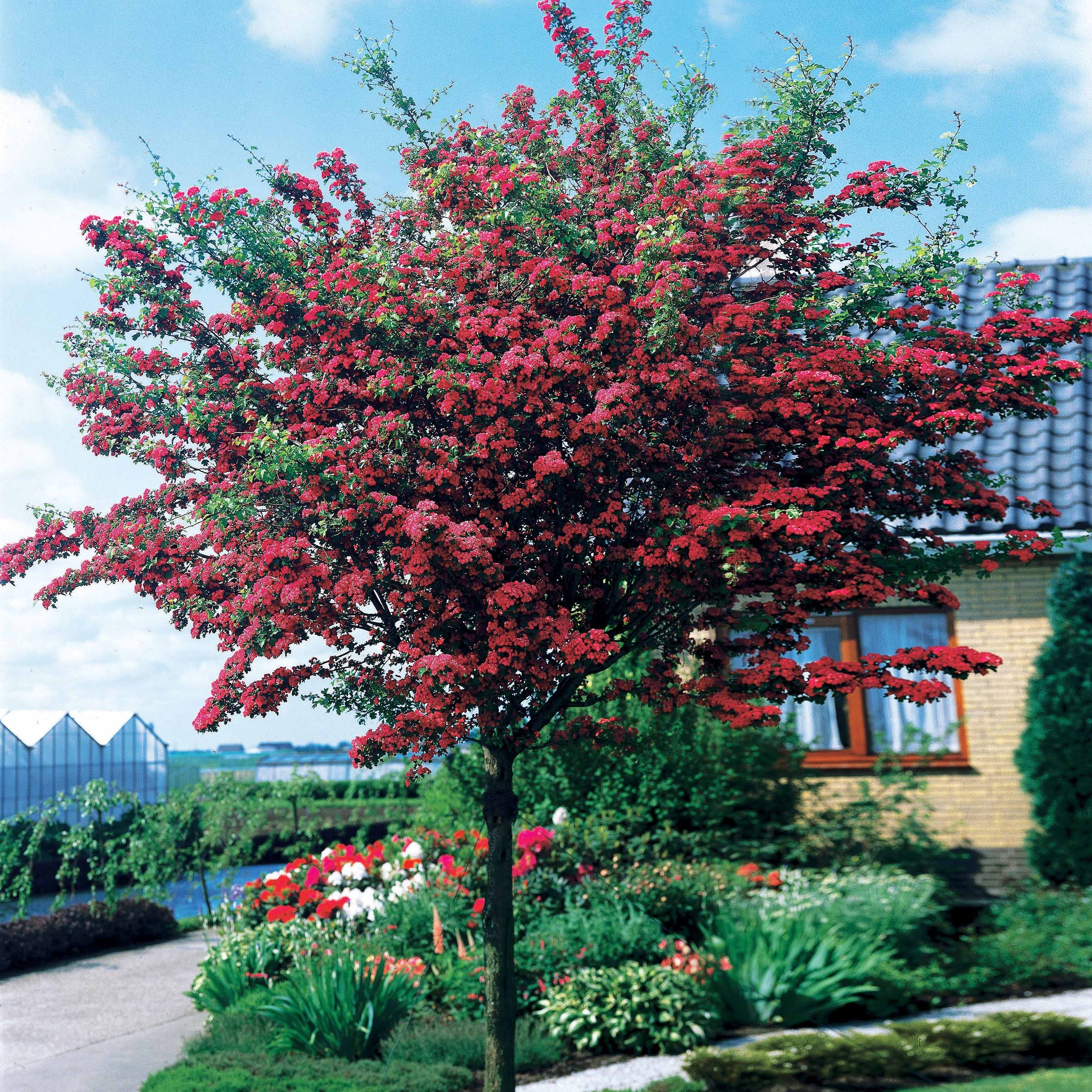 Aubépine rouge