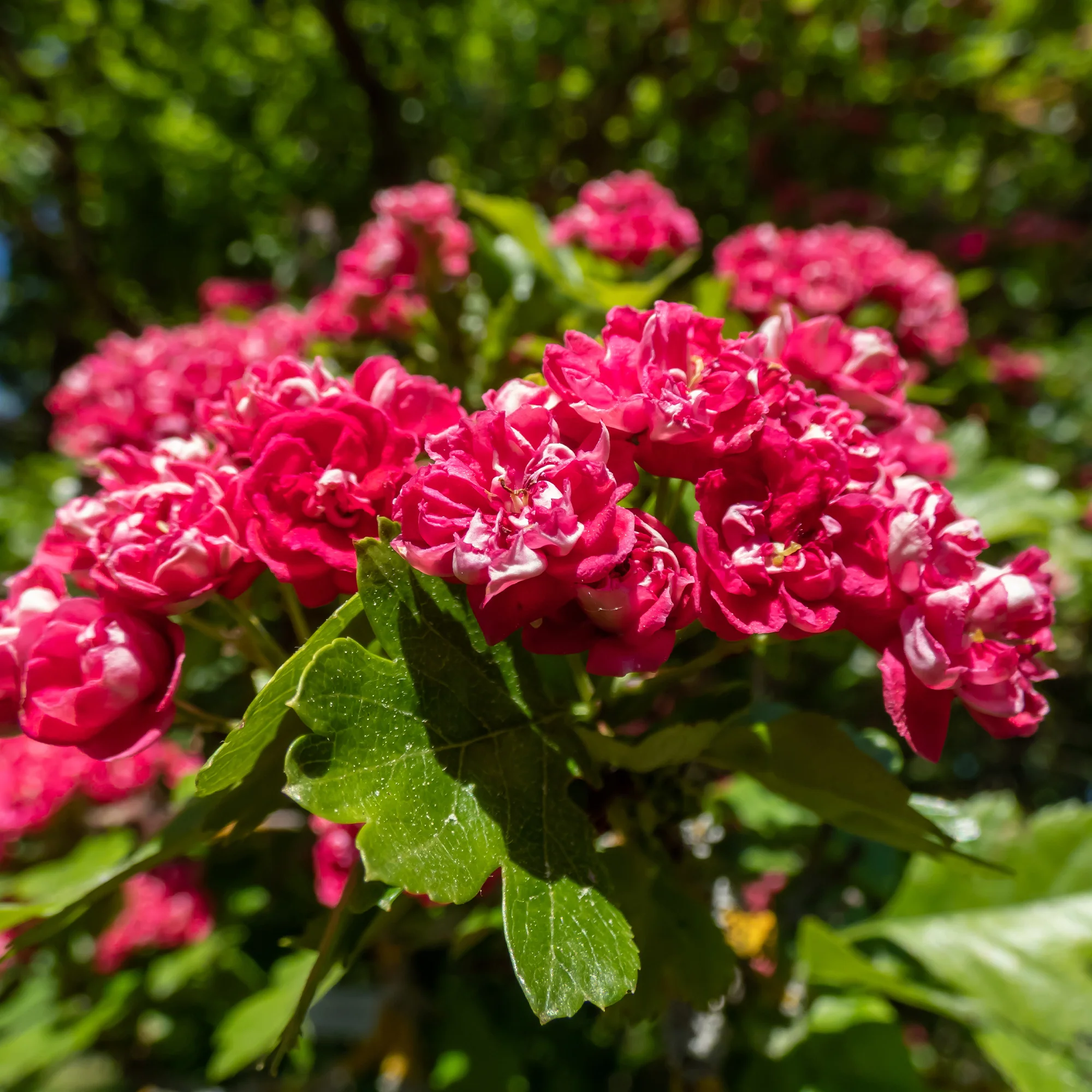 Aubépine rouge - Image 4