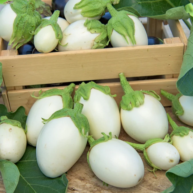 Aubergine Blanche ronde à oeufs - Image 4