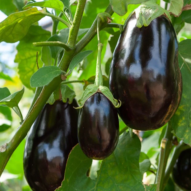 Aubergine Bonica F1 - Image 3