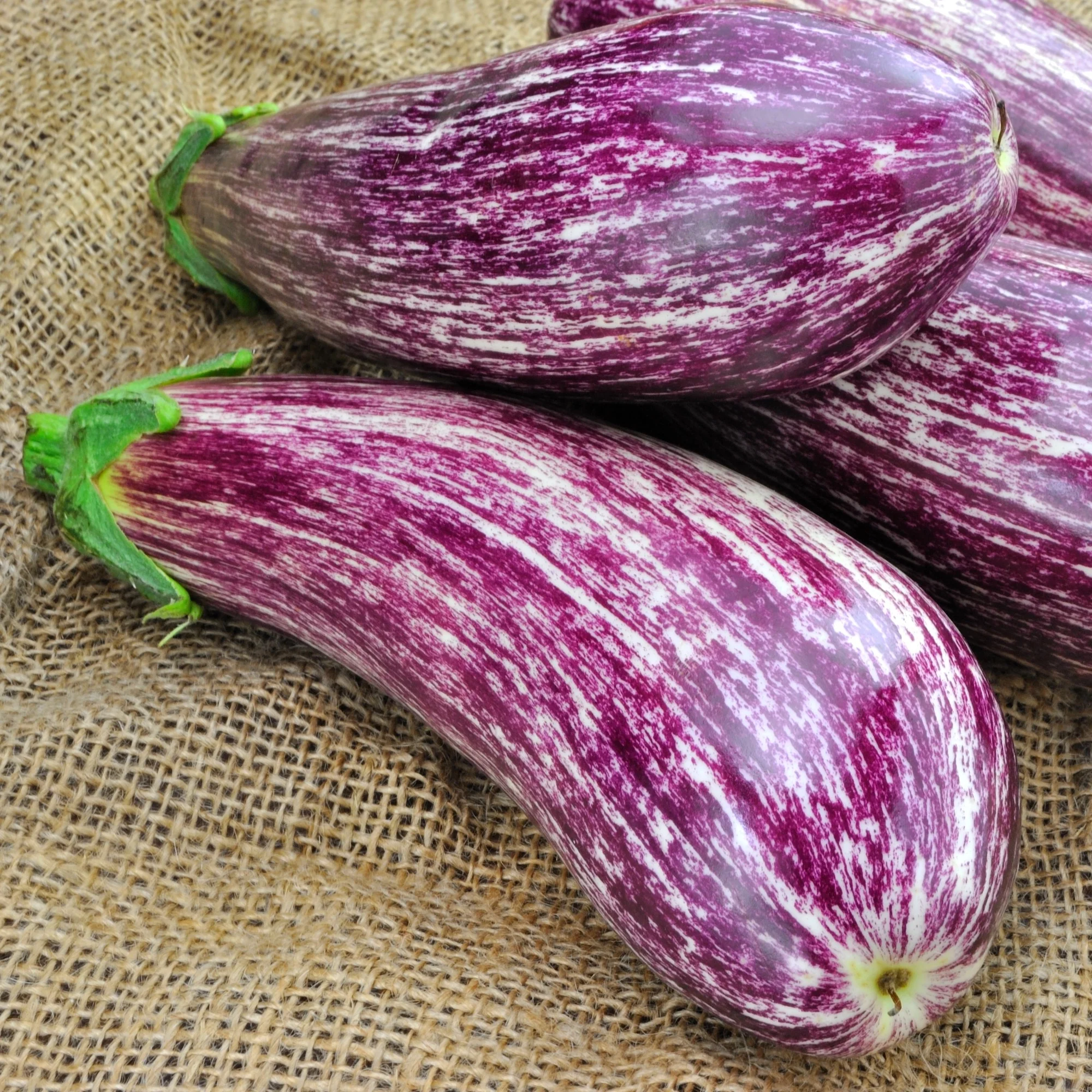 Aubergine Listada de Gandia - Image 3