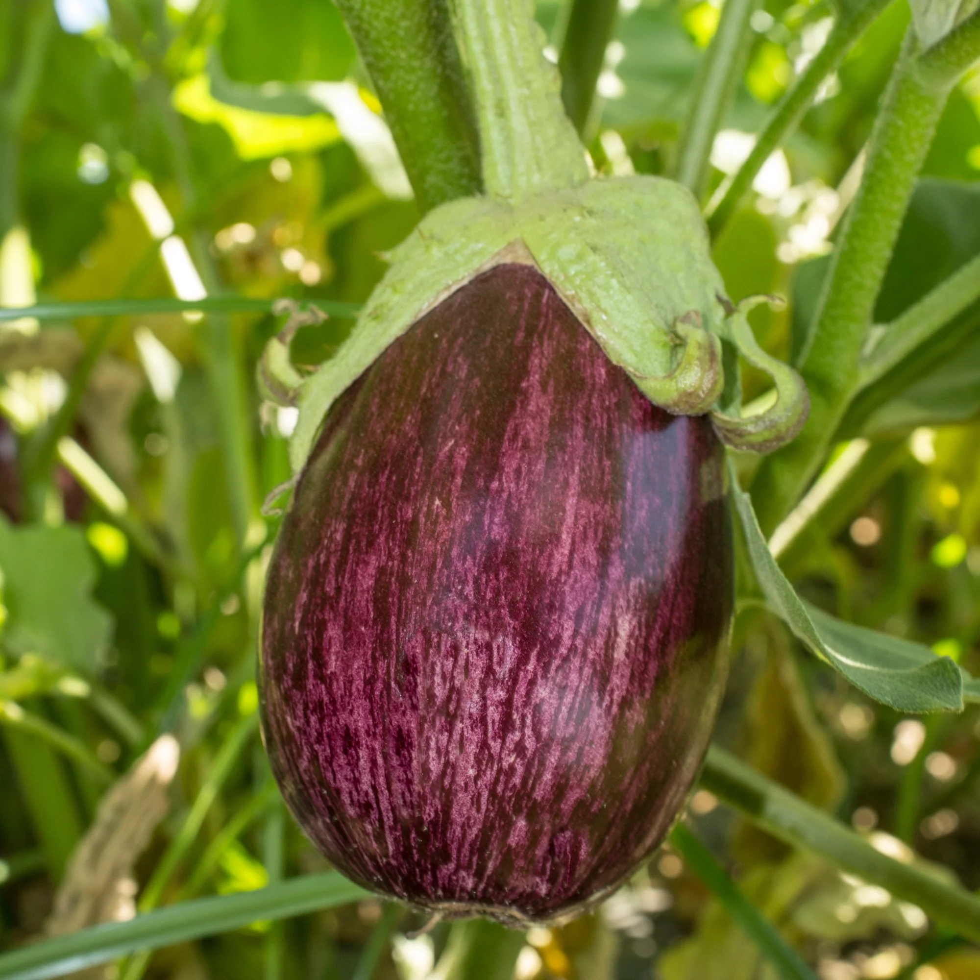 Aubergine Listada de Gandia - Image 4