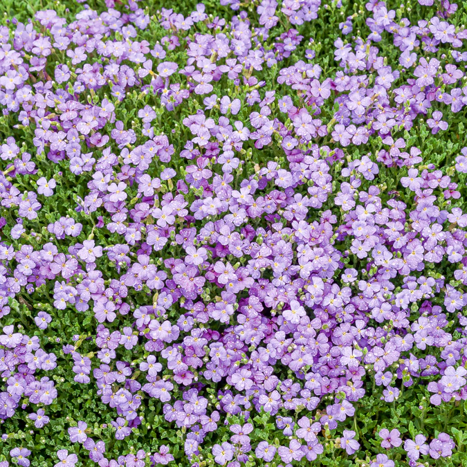 Aubriète Cascade Blue - Image 3