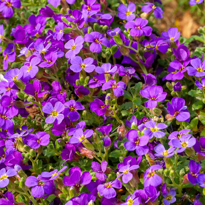Aubriète Hamburger Stadtpark - Image 3