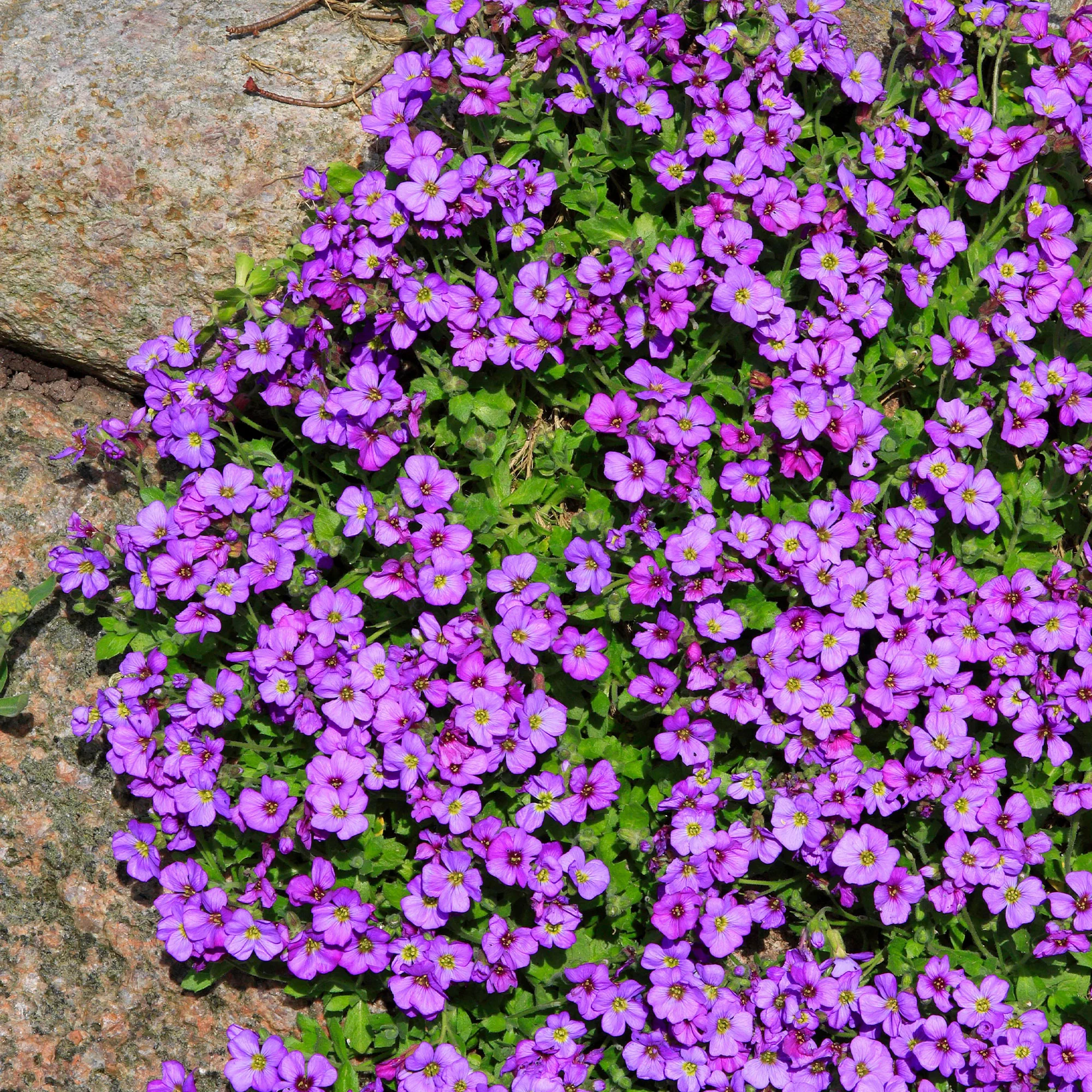 Aubriète Hamburger Stadtpark - Image 4