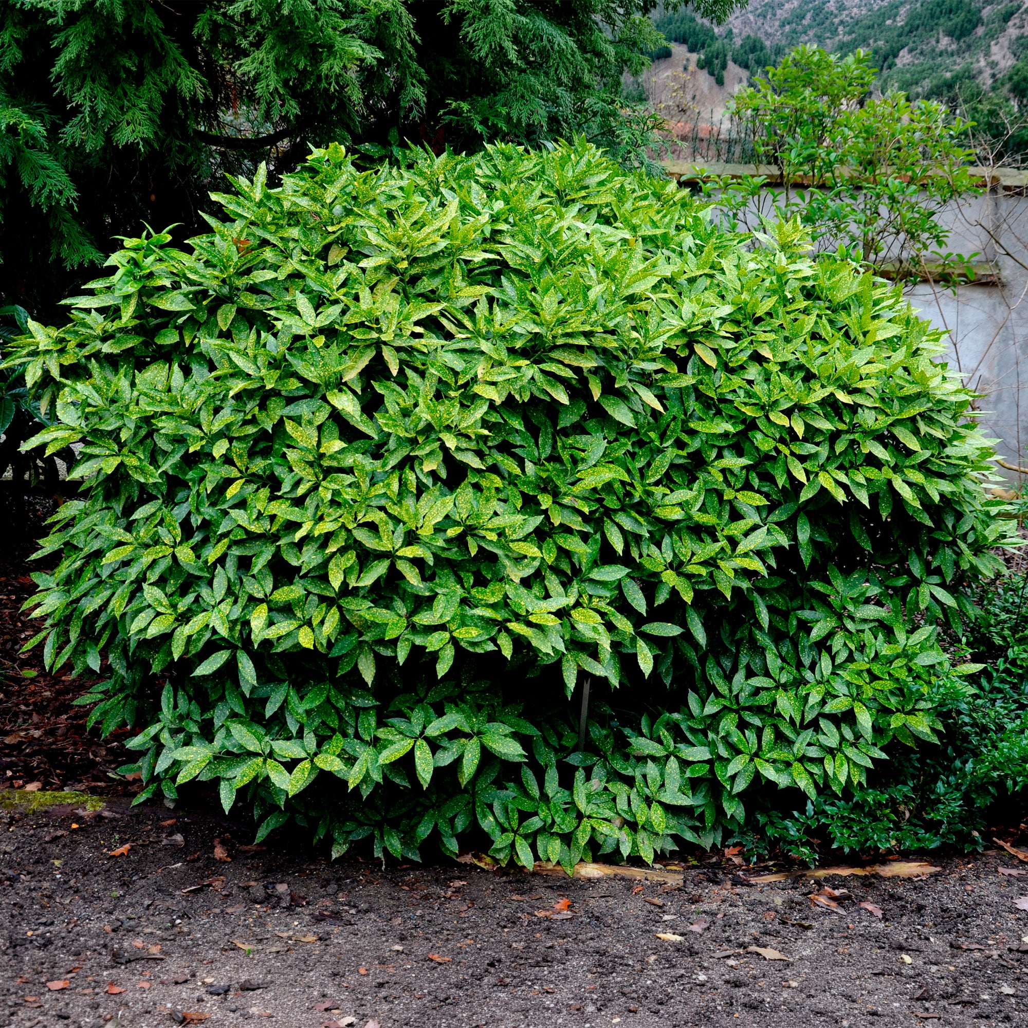 Aucuba du Japon Variegata