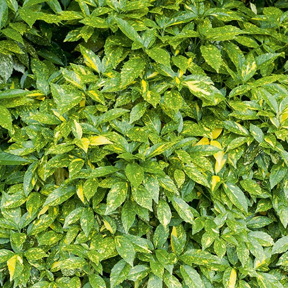 Aucuba du Japon Variegata - Image 2