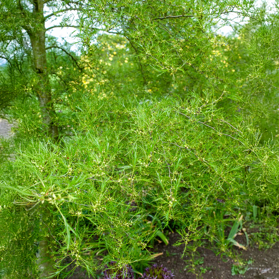 Aulne glutineux Imperialis - Image 2