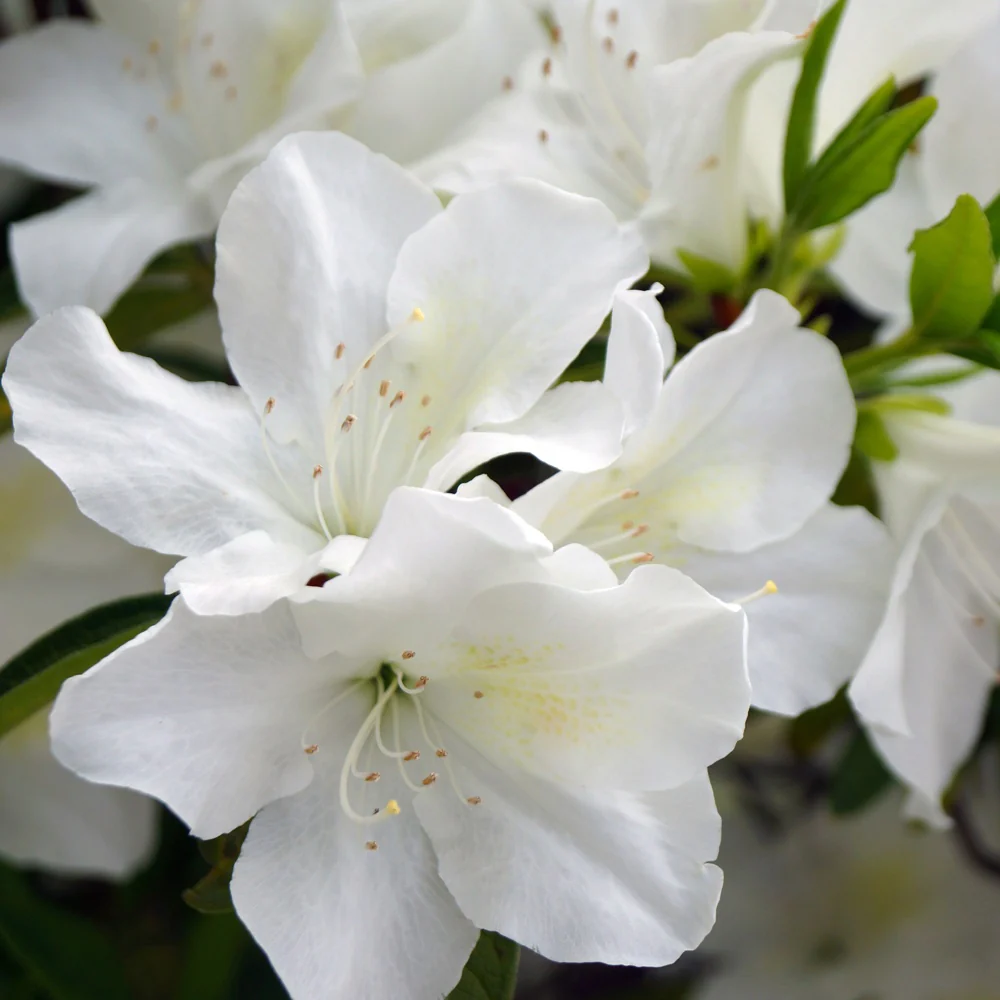 Azalea Palestrina - Image 2