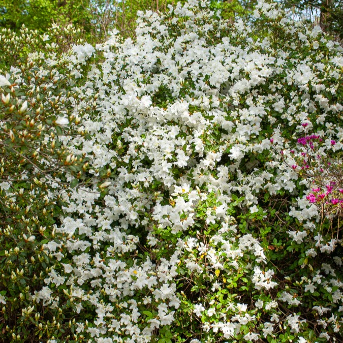 Azalea Palestrina - Image 3