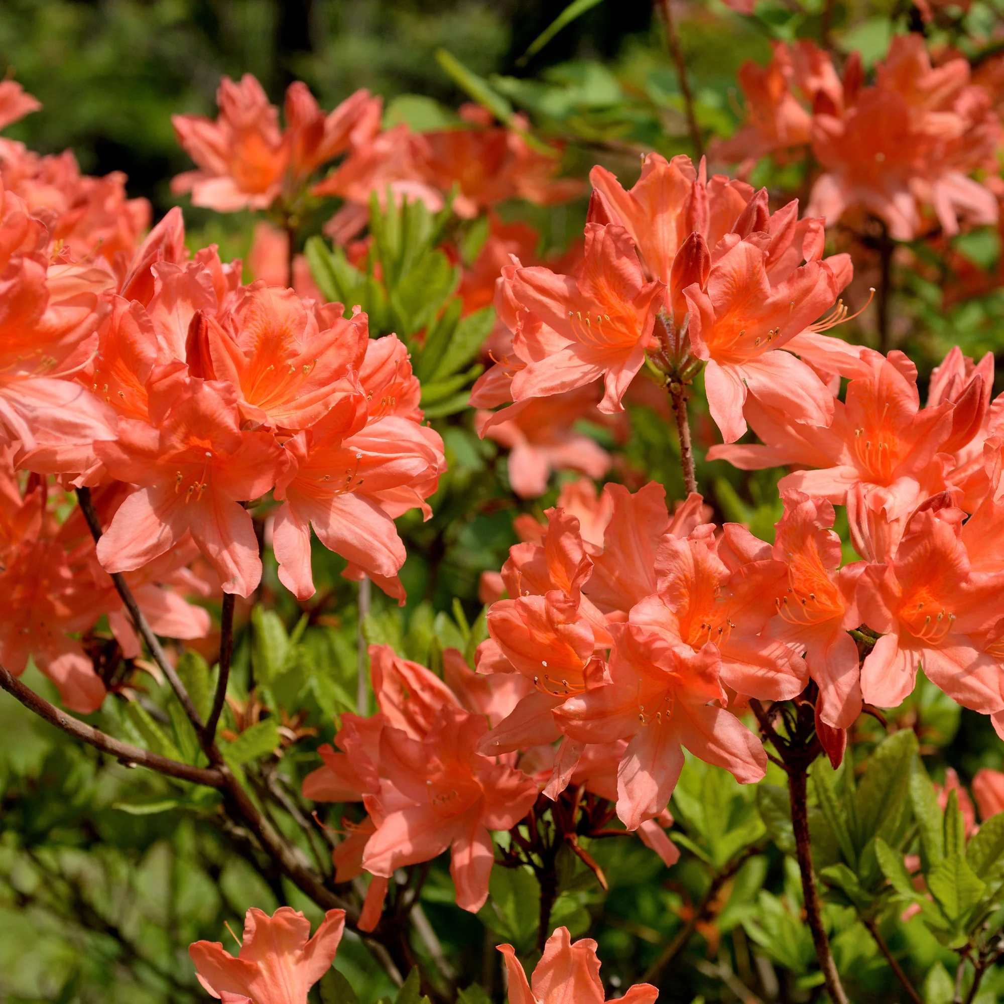 Azalée de Chine rouge orangée - Image 2