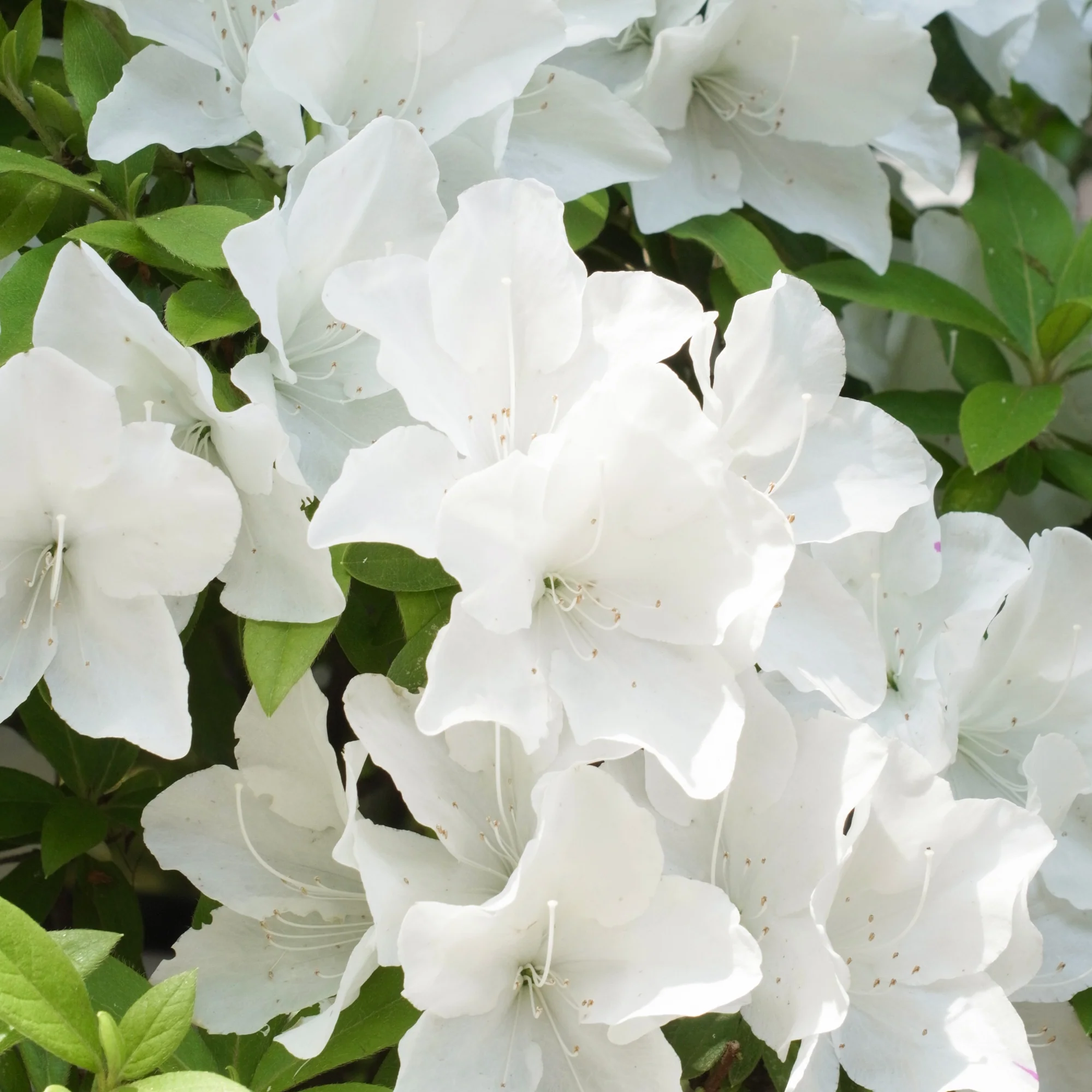 Azalée du Japon Encore White Julia