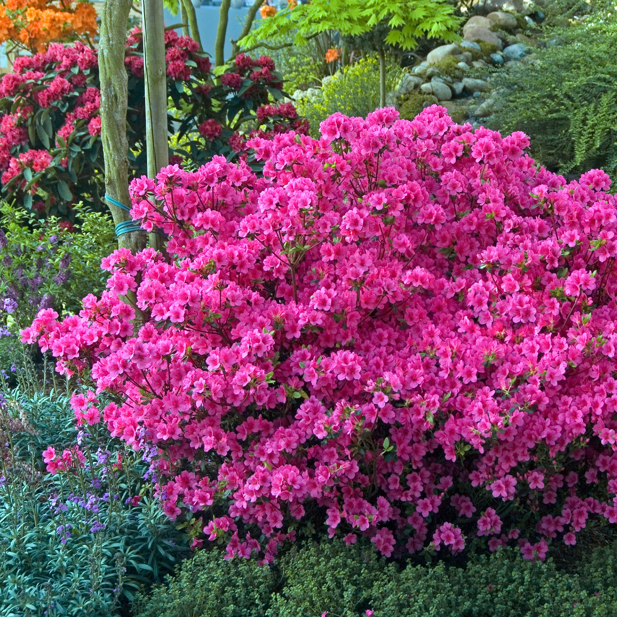 Azalée du Japon rose - Image 2
