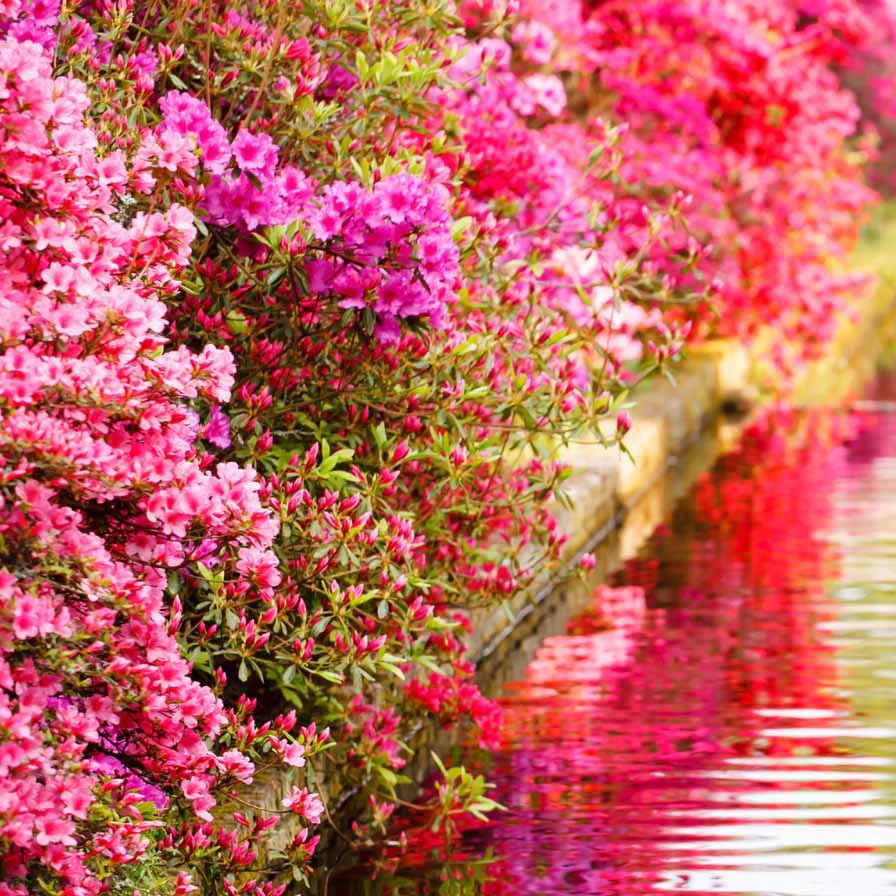 Azalée du Japon rose - Image 3