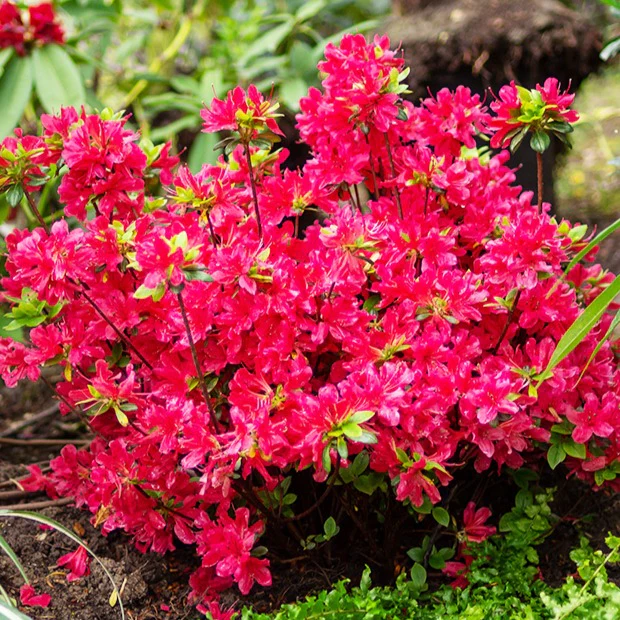 Azalée du Japon rouge
