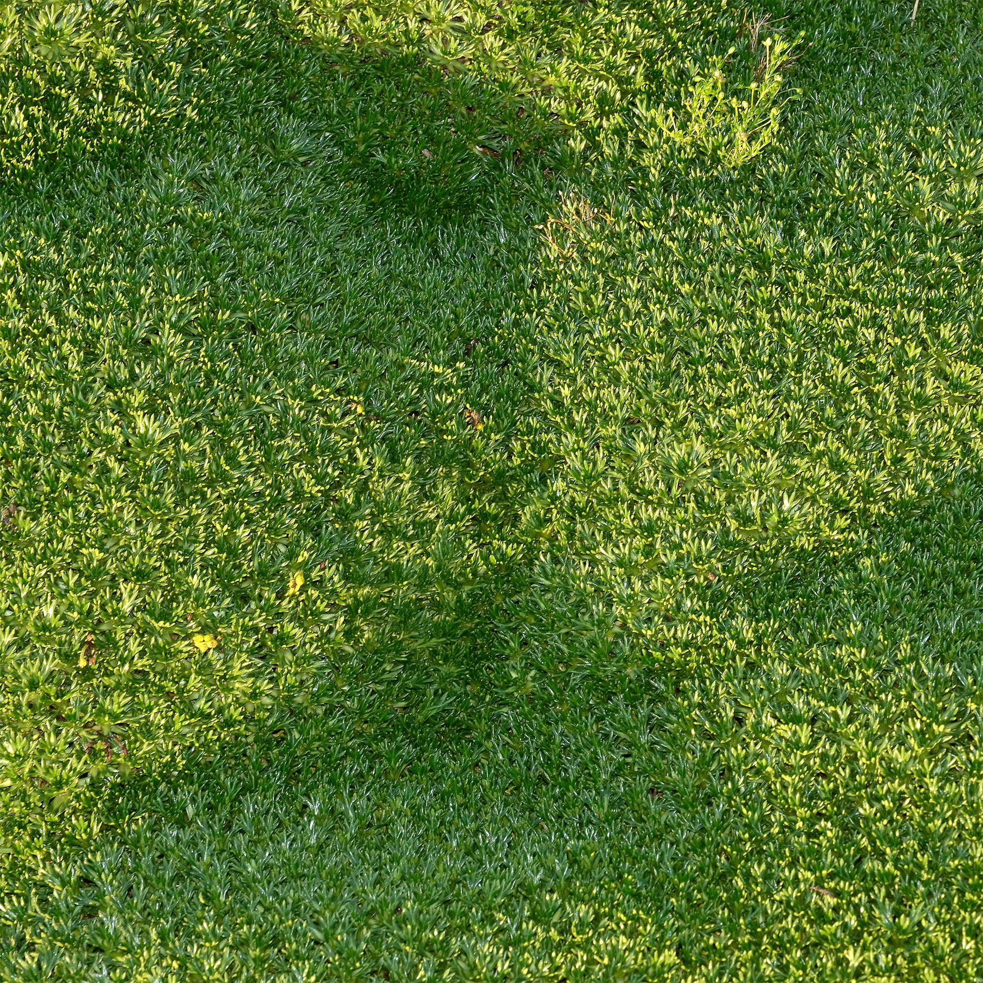 Azorelle - Image 3