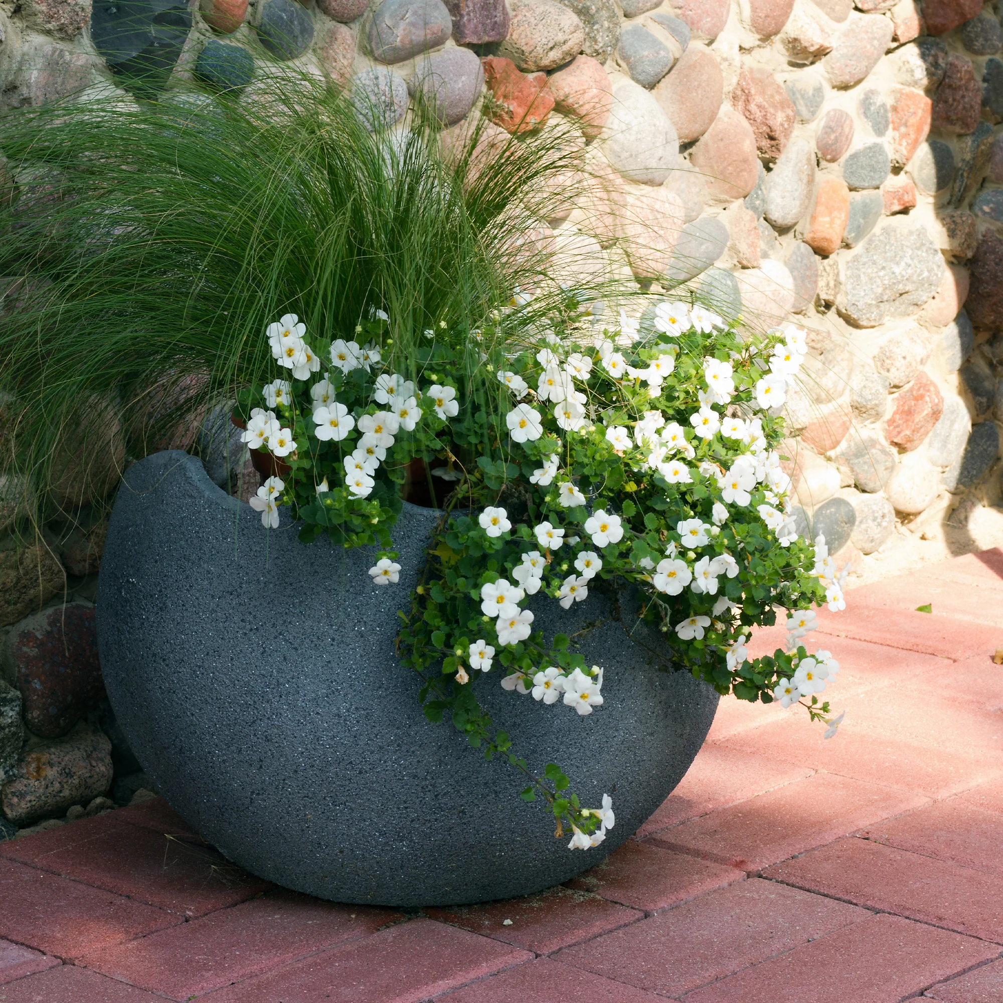 Bacopa blanc - Image 2