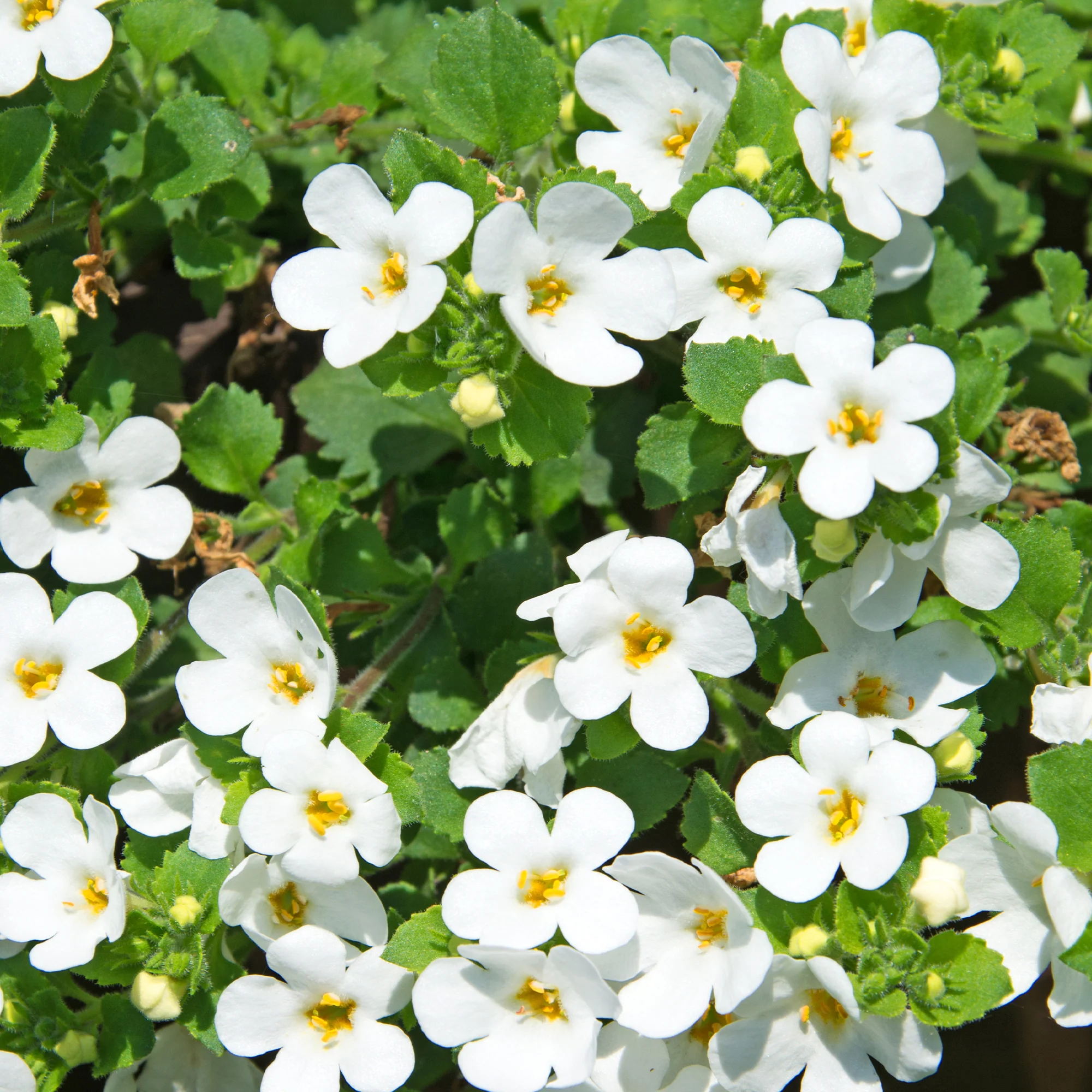 Bacopa blanc - Image 3