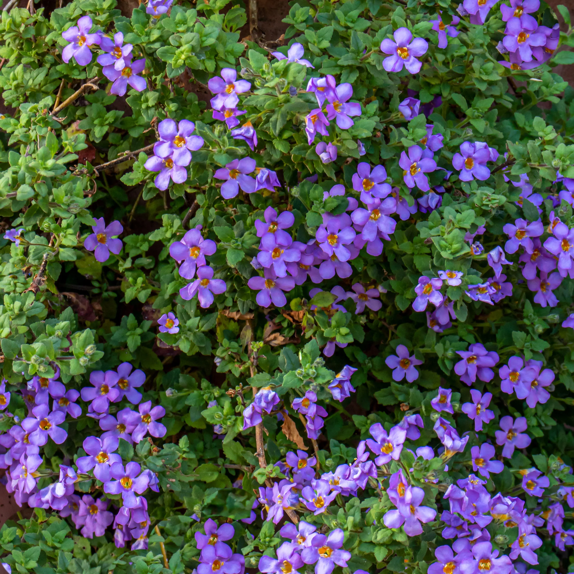 Bacopa bleu - Image 2