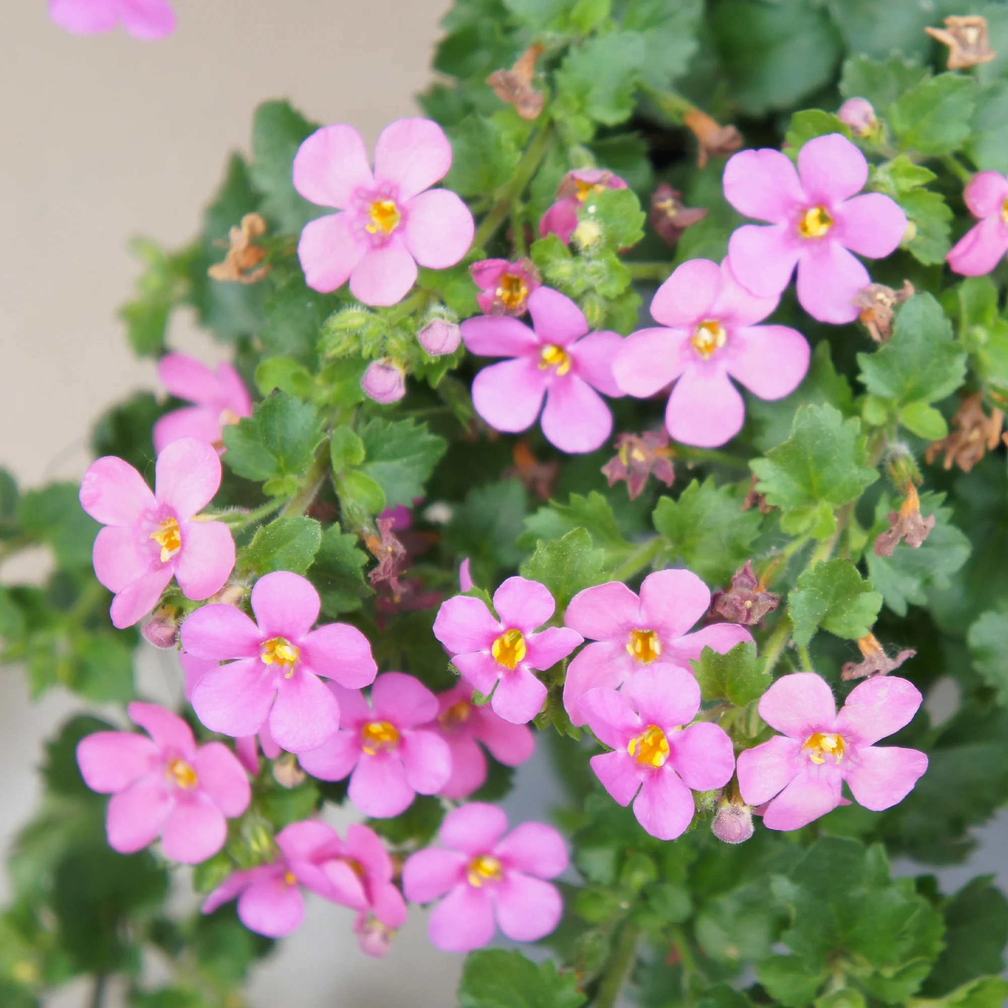 Bacopa rose - Image 2