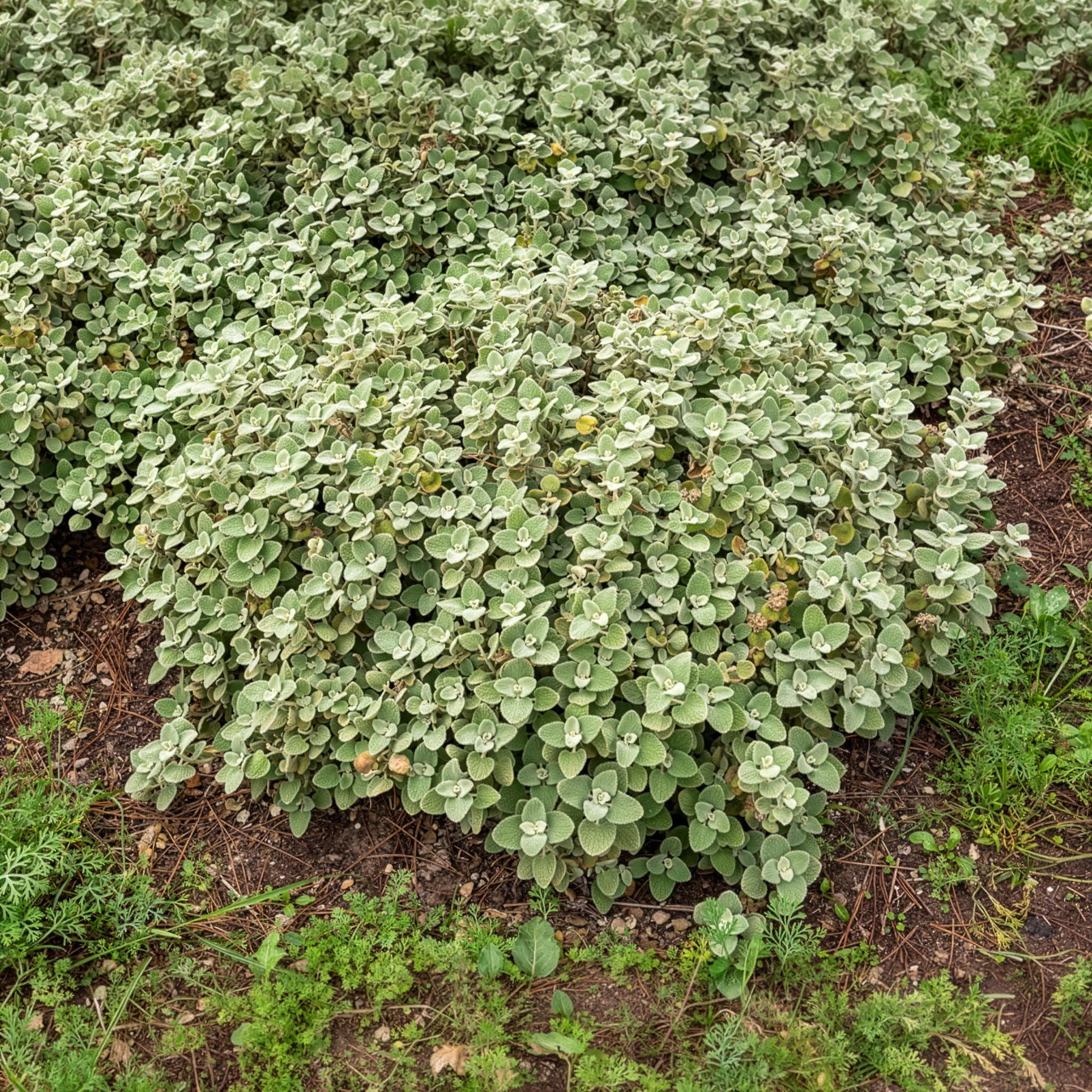 Ballote pseudodictame - Image 2