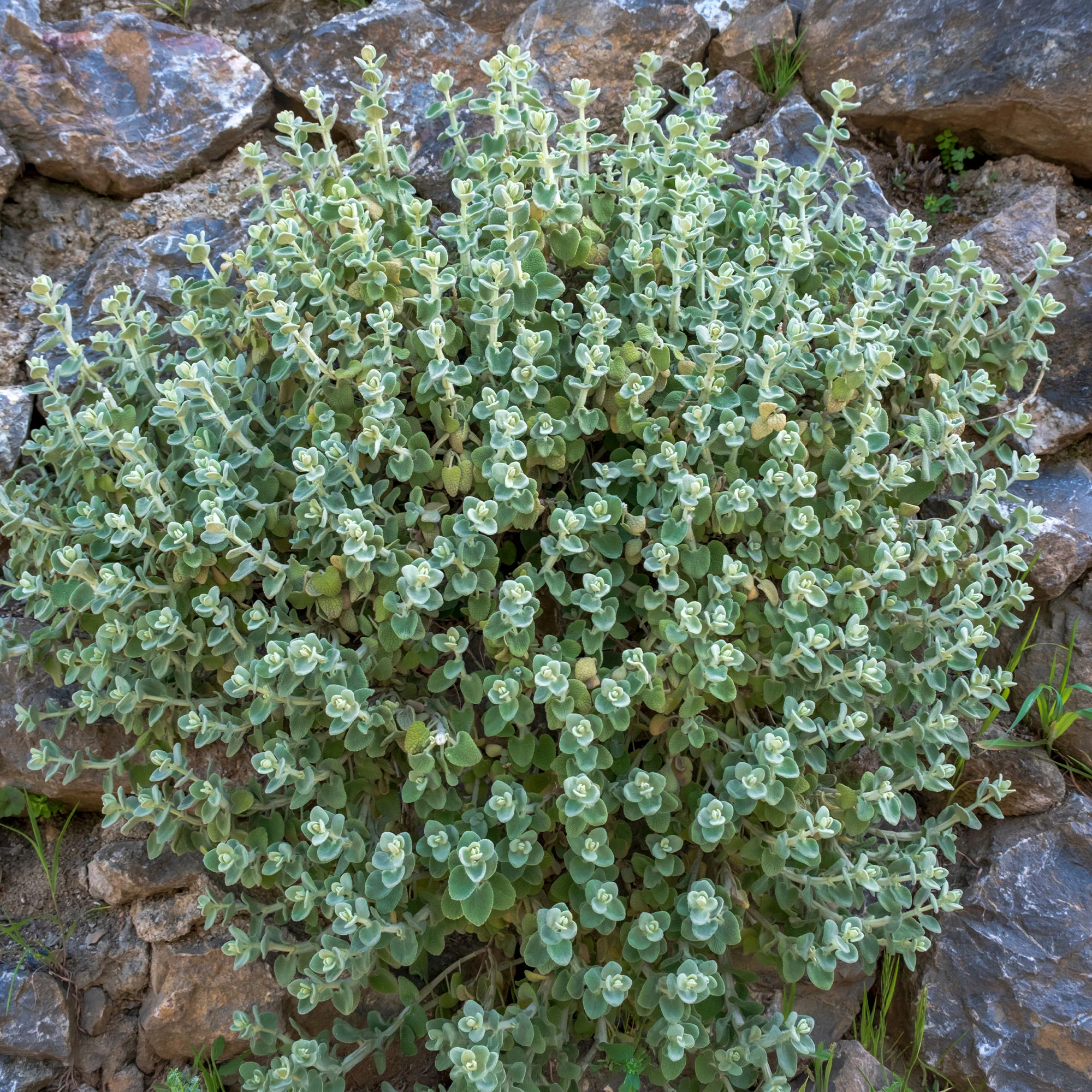 Ballote pseudodictame - Image 8