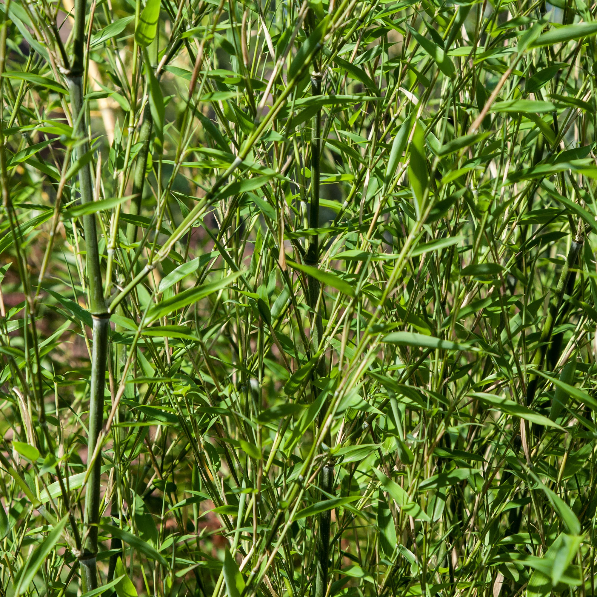 Bambou traçant à chaumes verts - Image 3
