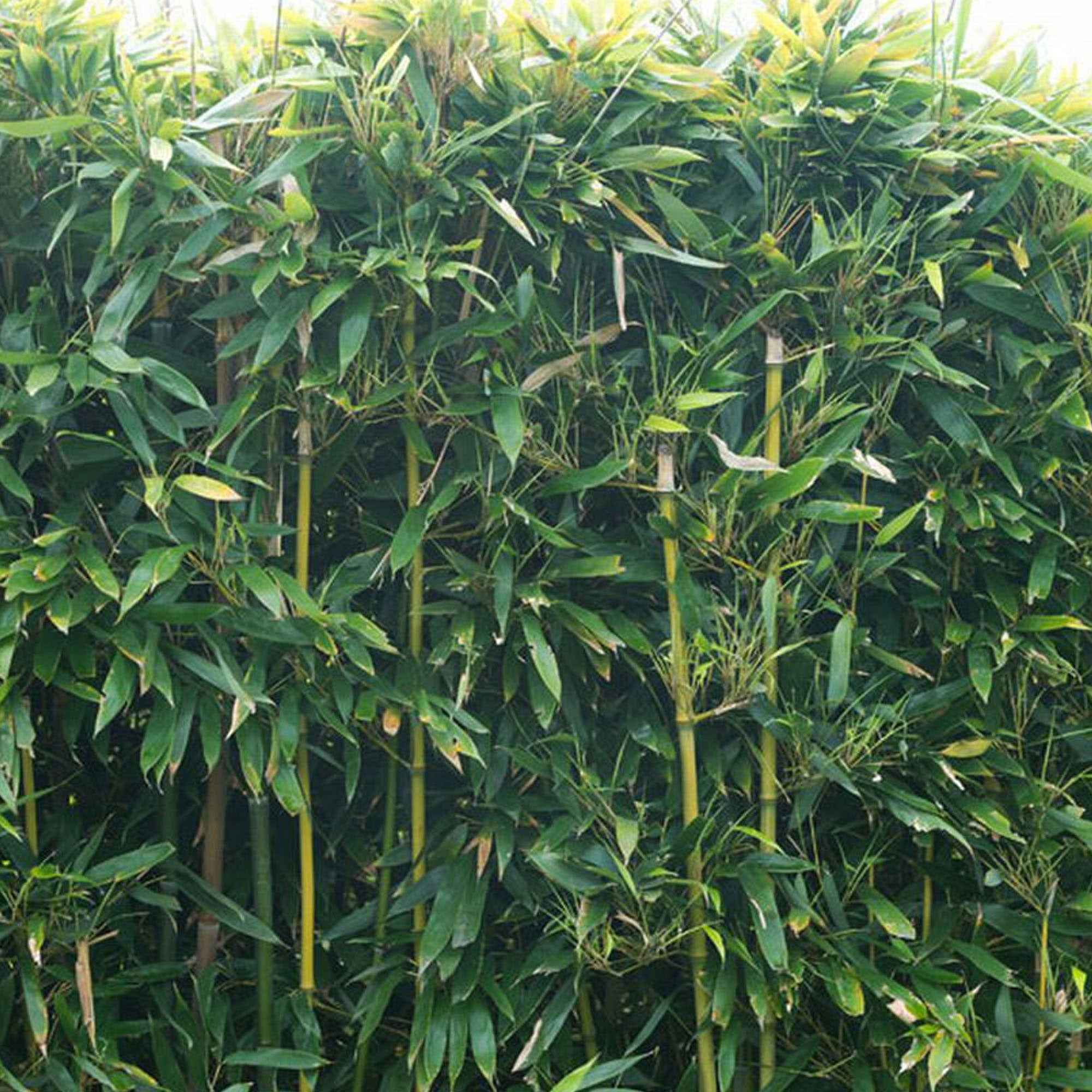 Bambou traçant à chaumes verts - Image 4