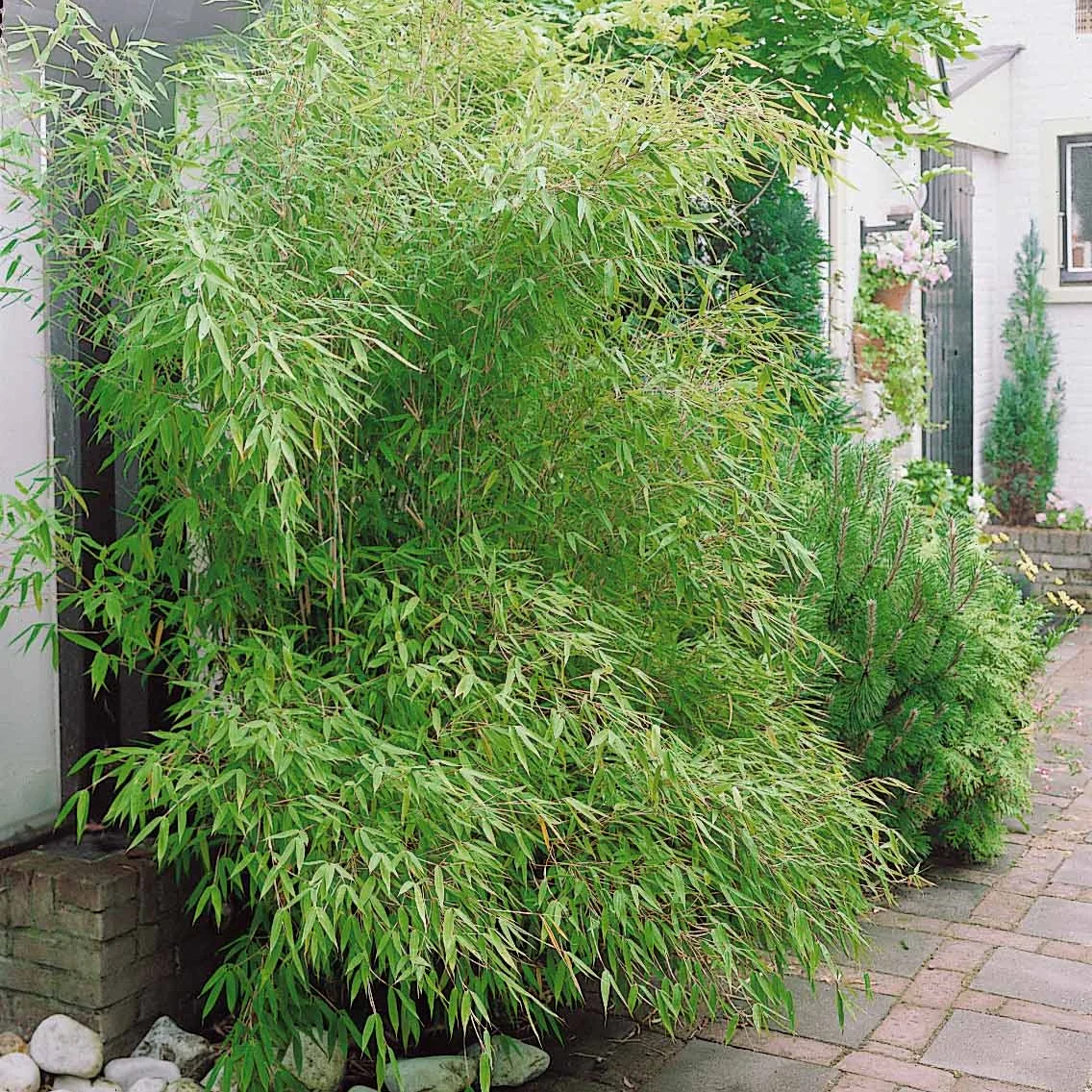 Bambou traçant à chaumes verts - Image 6