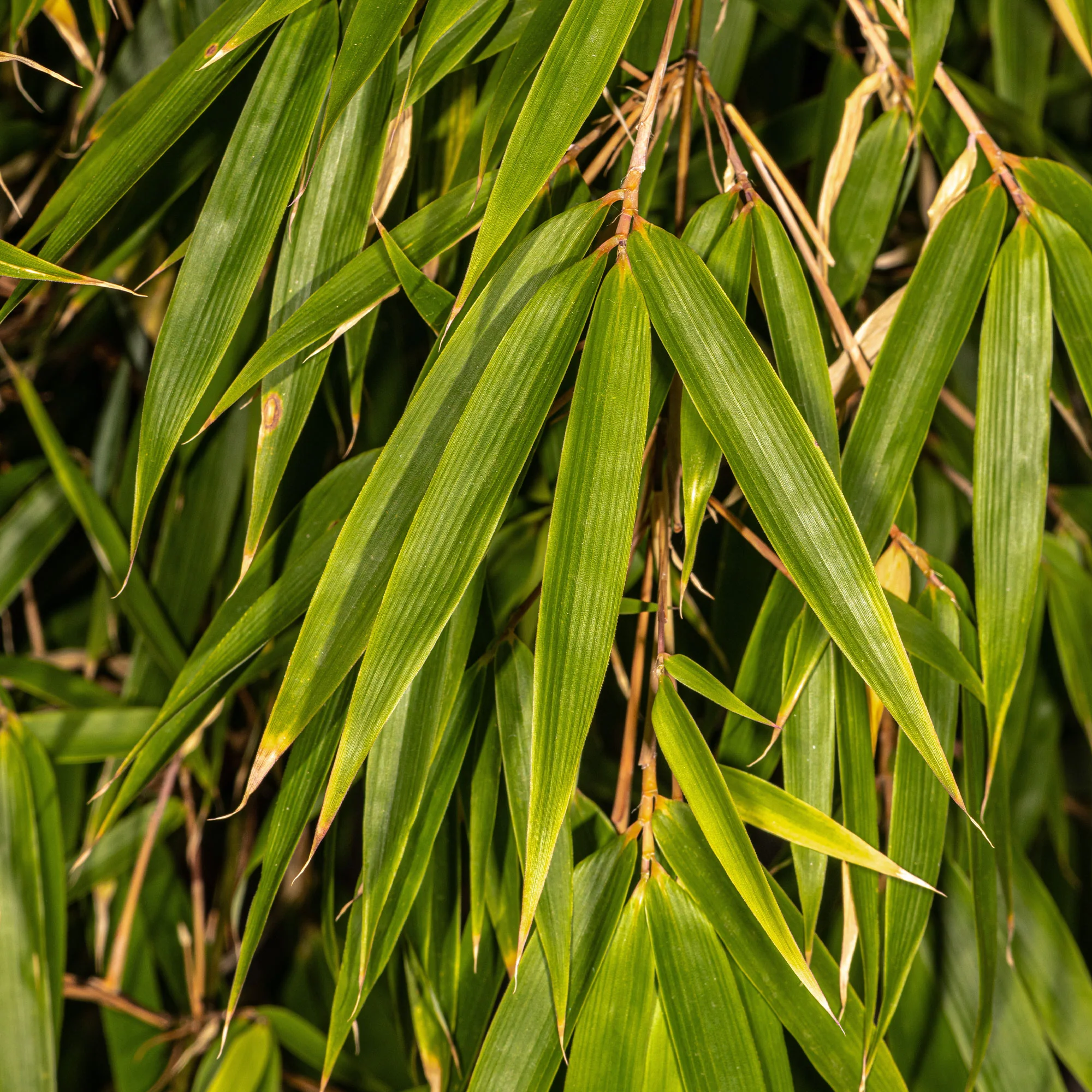 Bambou fargesia Campbell non-traçant - Image 3