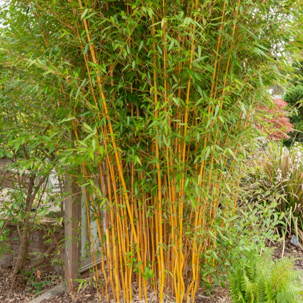 Bambou traçant jaune - Image 3