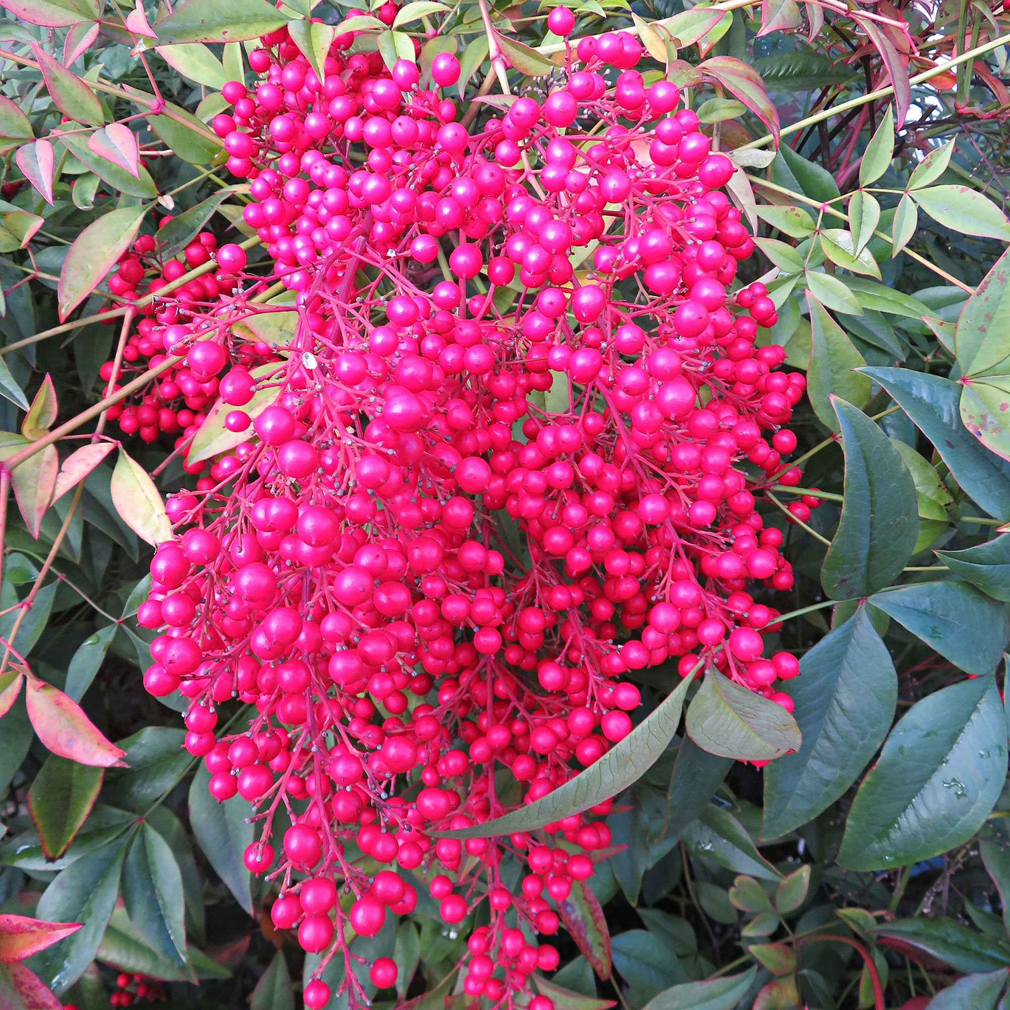 Bambou sacré 'Fire Power' - Image 7