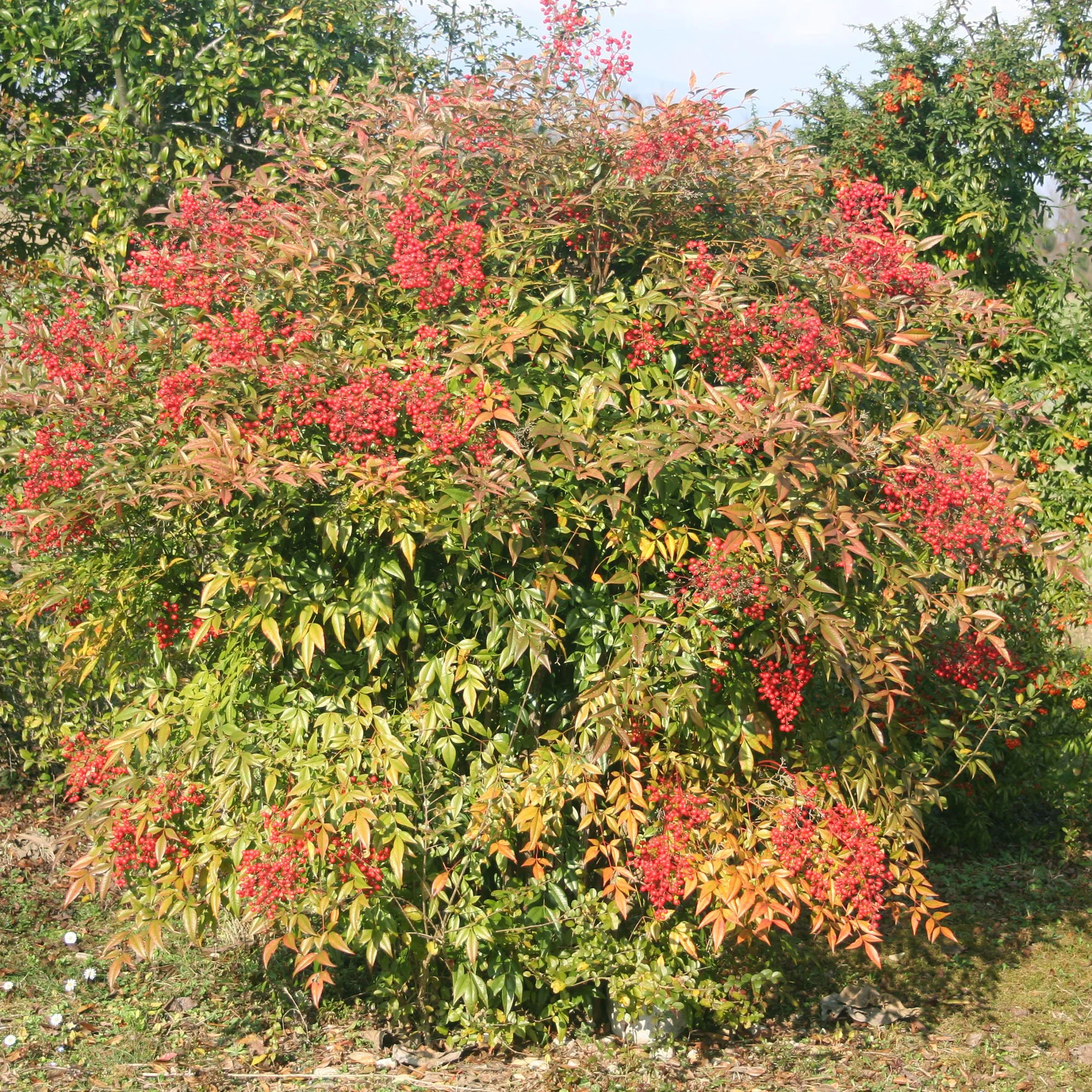 Bambou sacré orange cuivre - Image 3